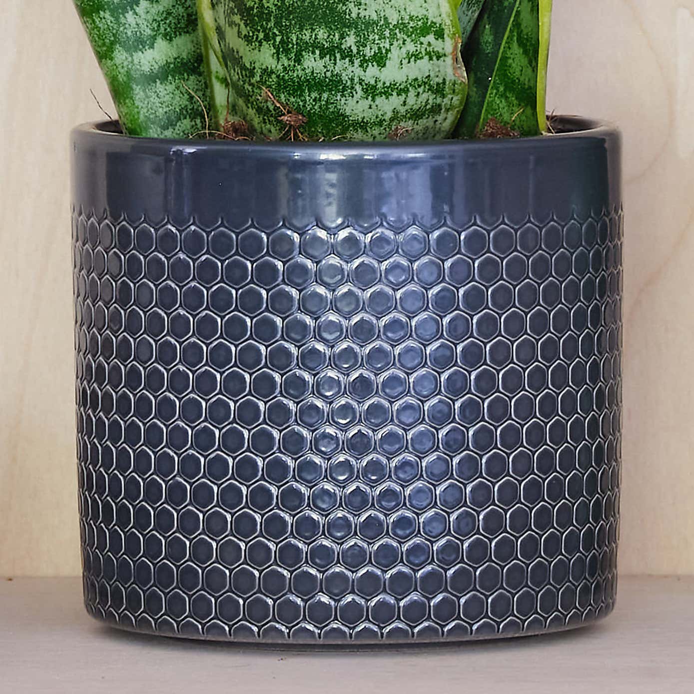 Snake House Plant in Capri Pot