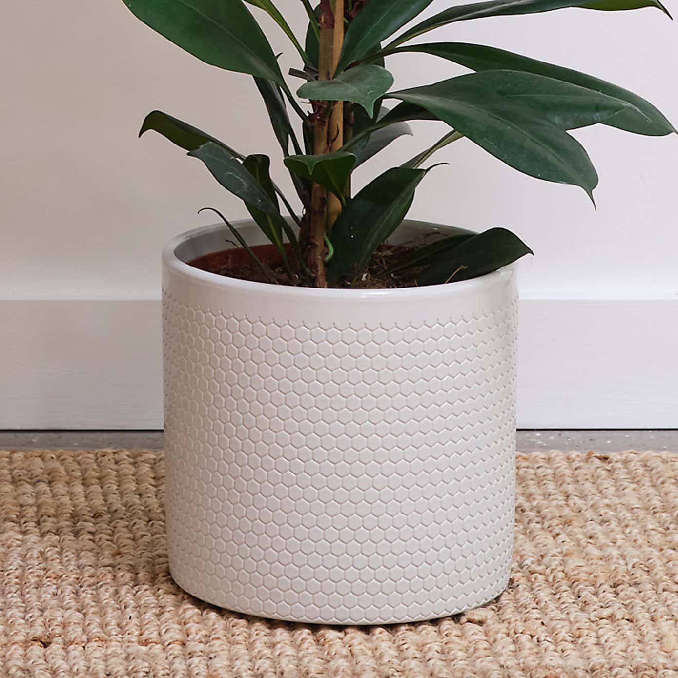 African Fig House Plant in Capri Pot