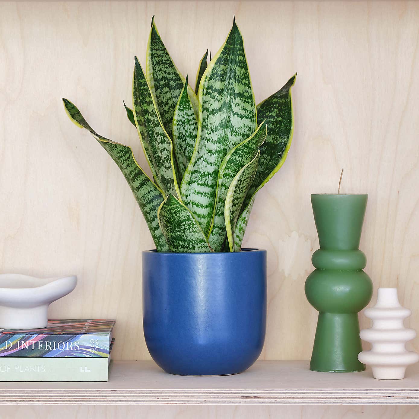 Snake House Plant in Earthenware Pot