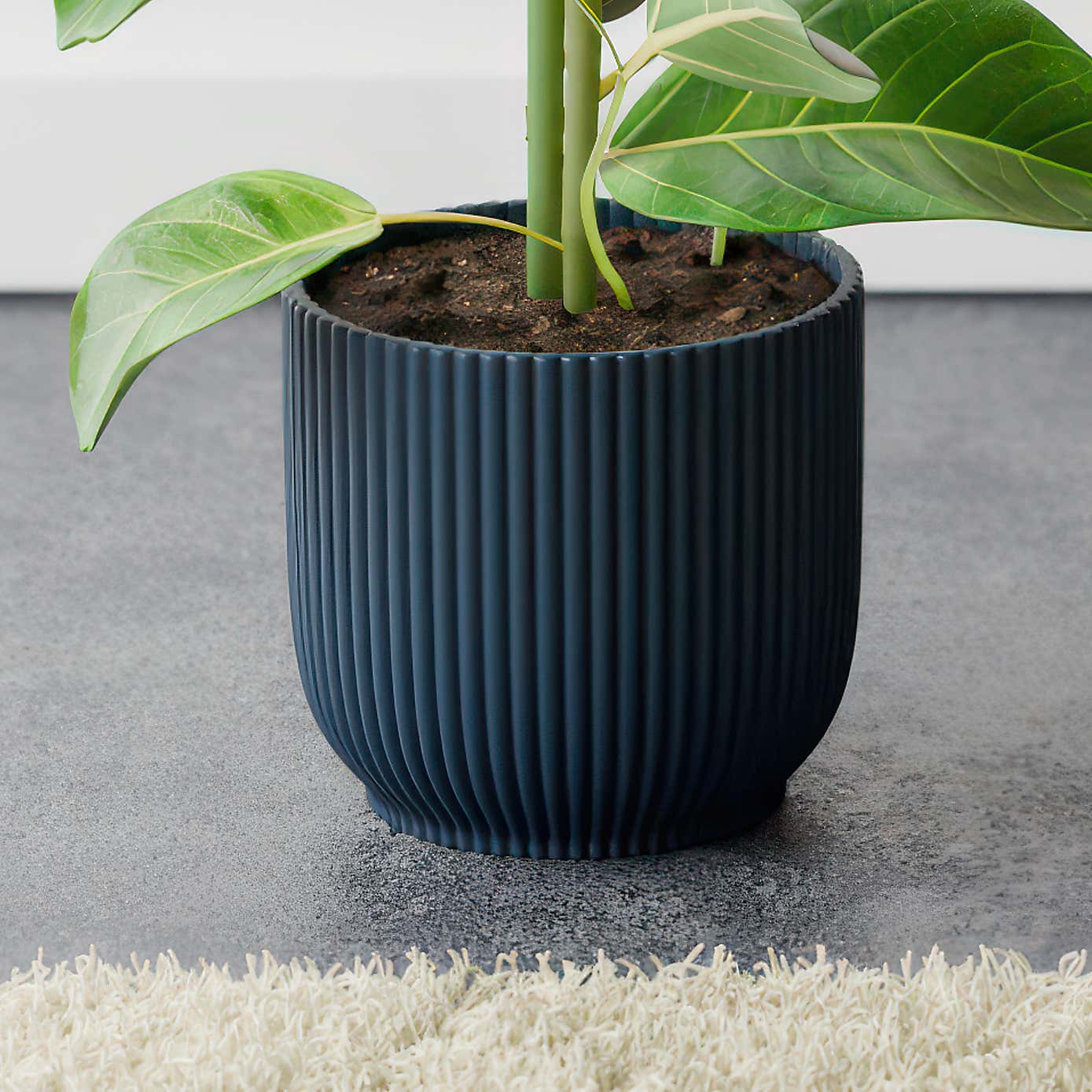 Bengal Fig House Plant in Elho Vibes Pot