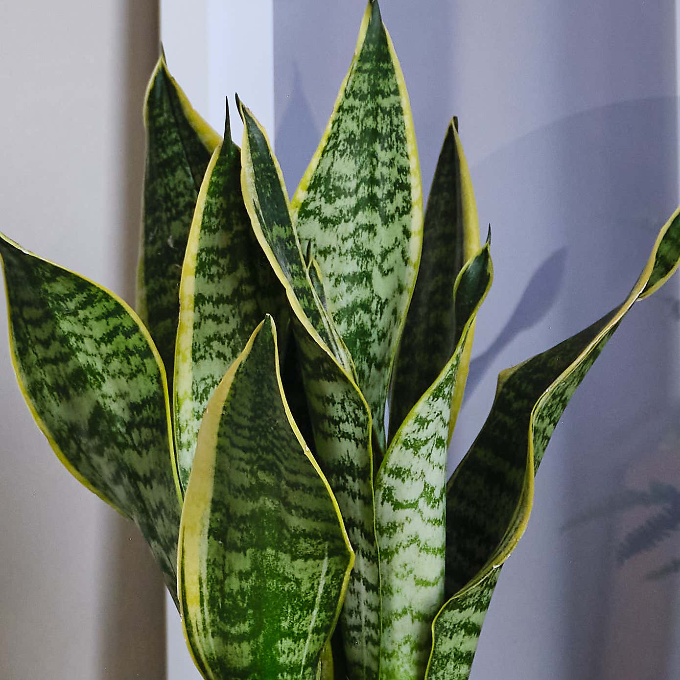 Air Purifying Potted House Plant Bundle