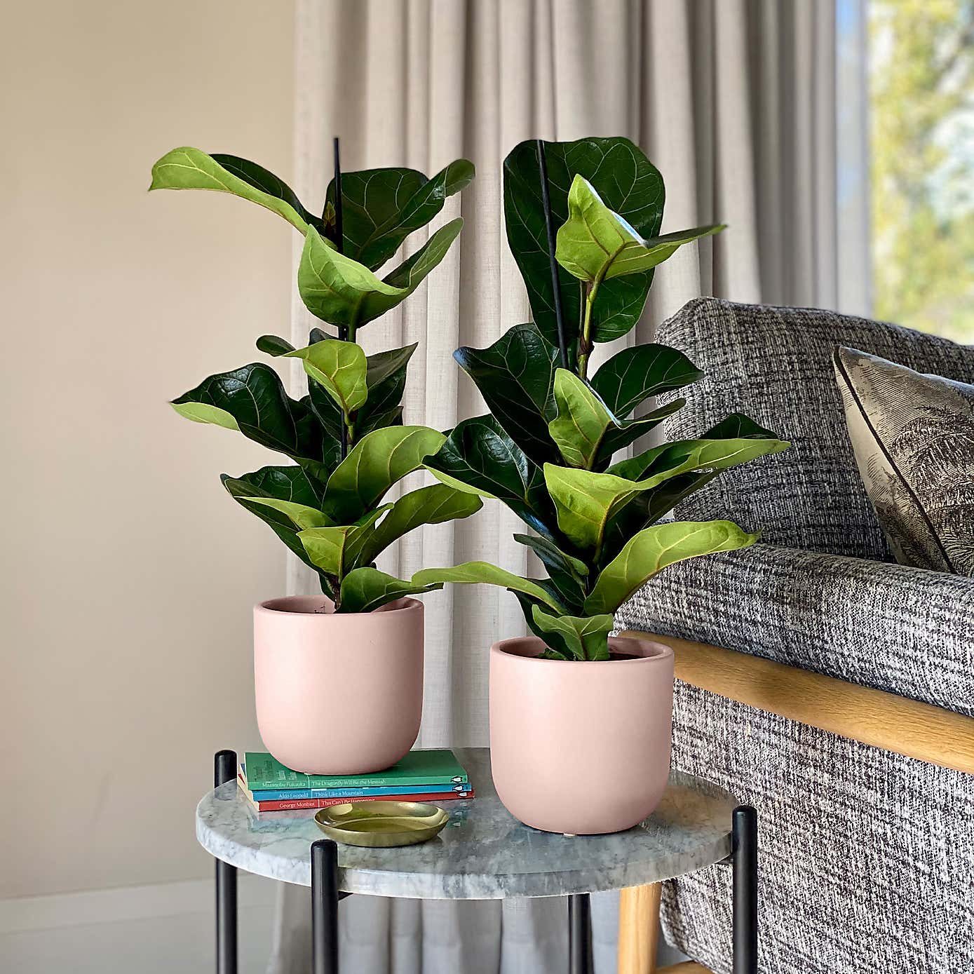 Fiddle Leaf Fig Potted House Plant Bundle