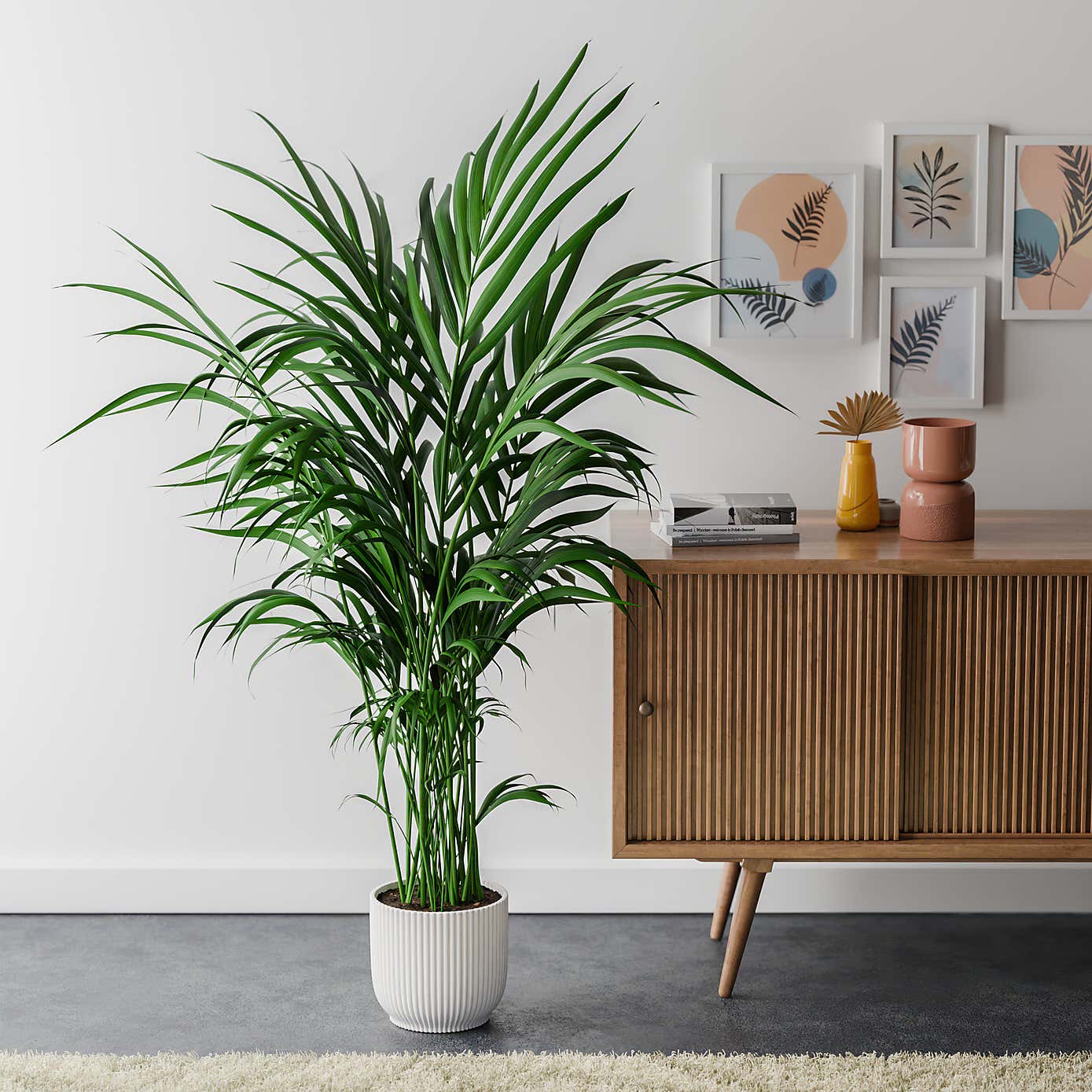 Kentia Palm House Plant in Elho Pot