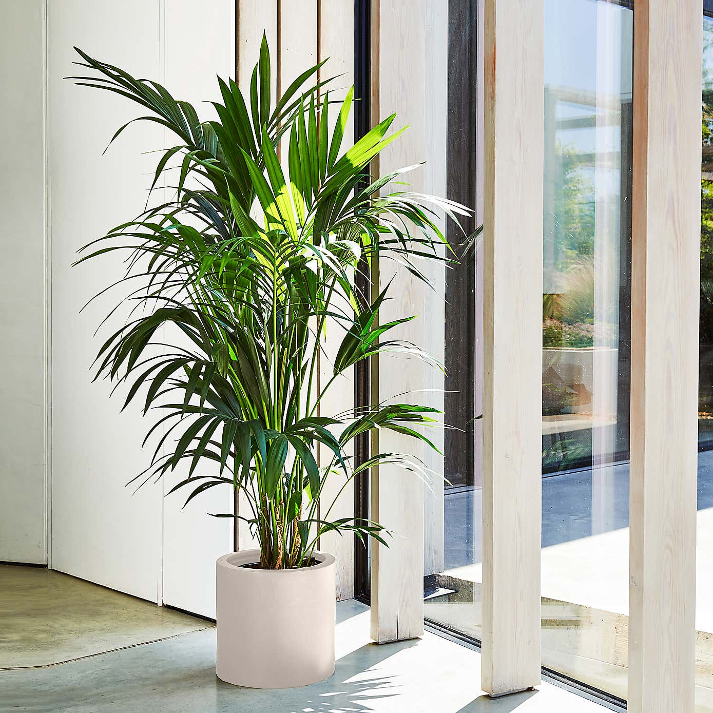 Kentia Palm House Plant in Earthenware Pot