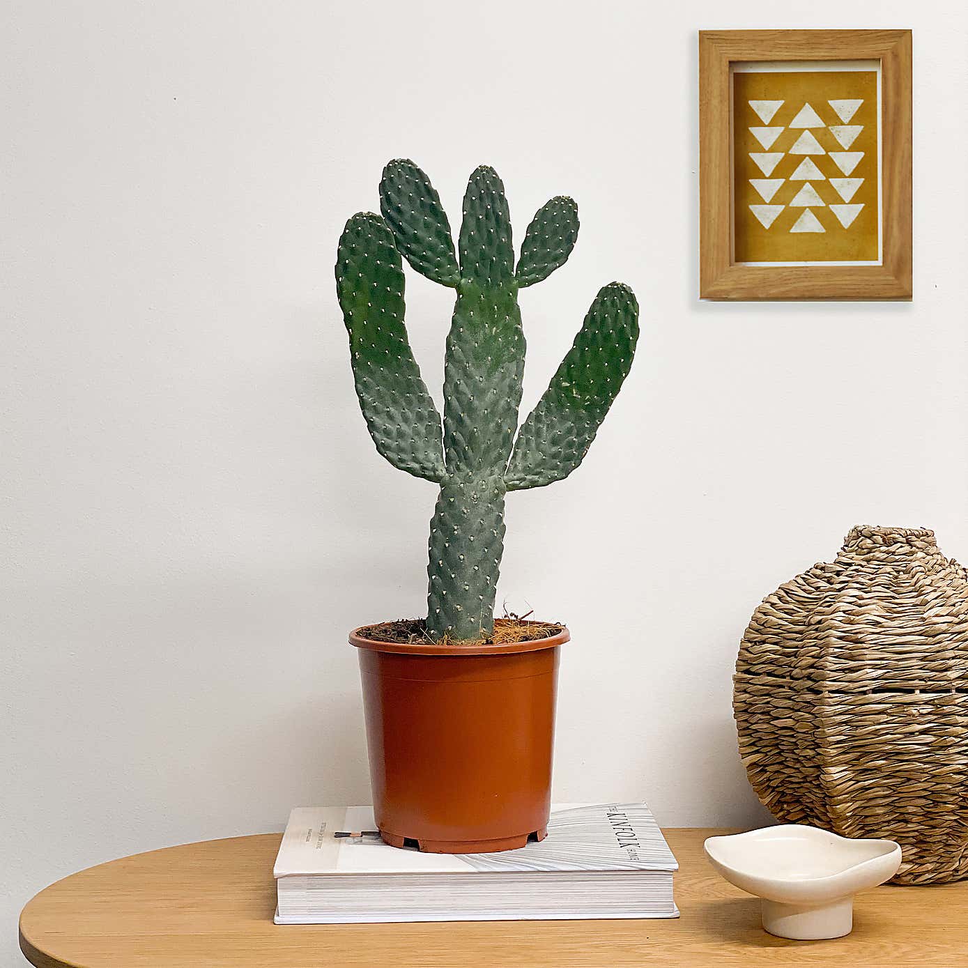Cowboy Cactus House Plant