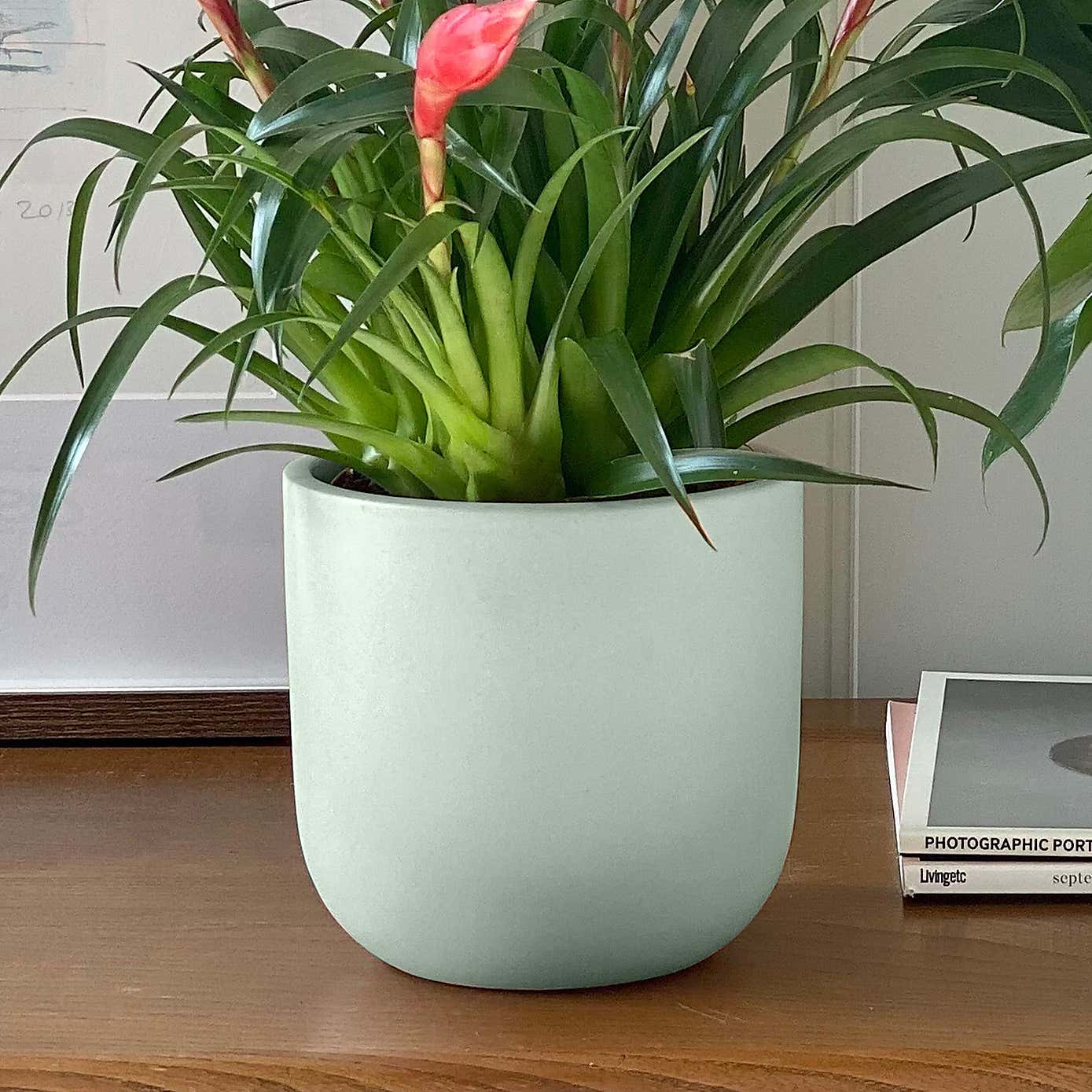 Flowering Potted House Plant Bundle