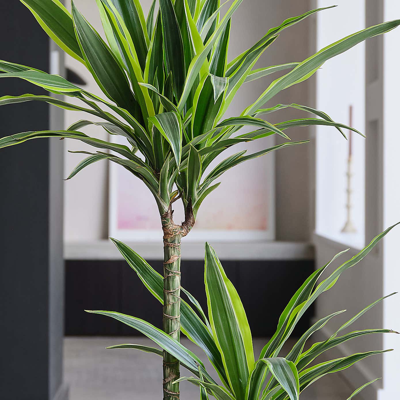 Dracaena Lemon & Lime House Plant in Elho Pot