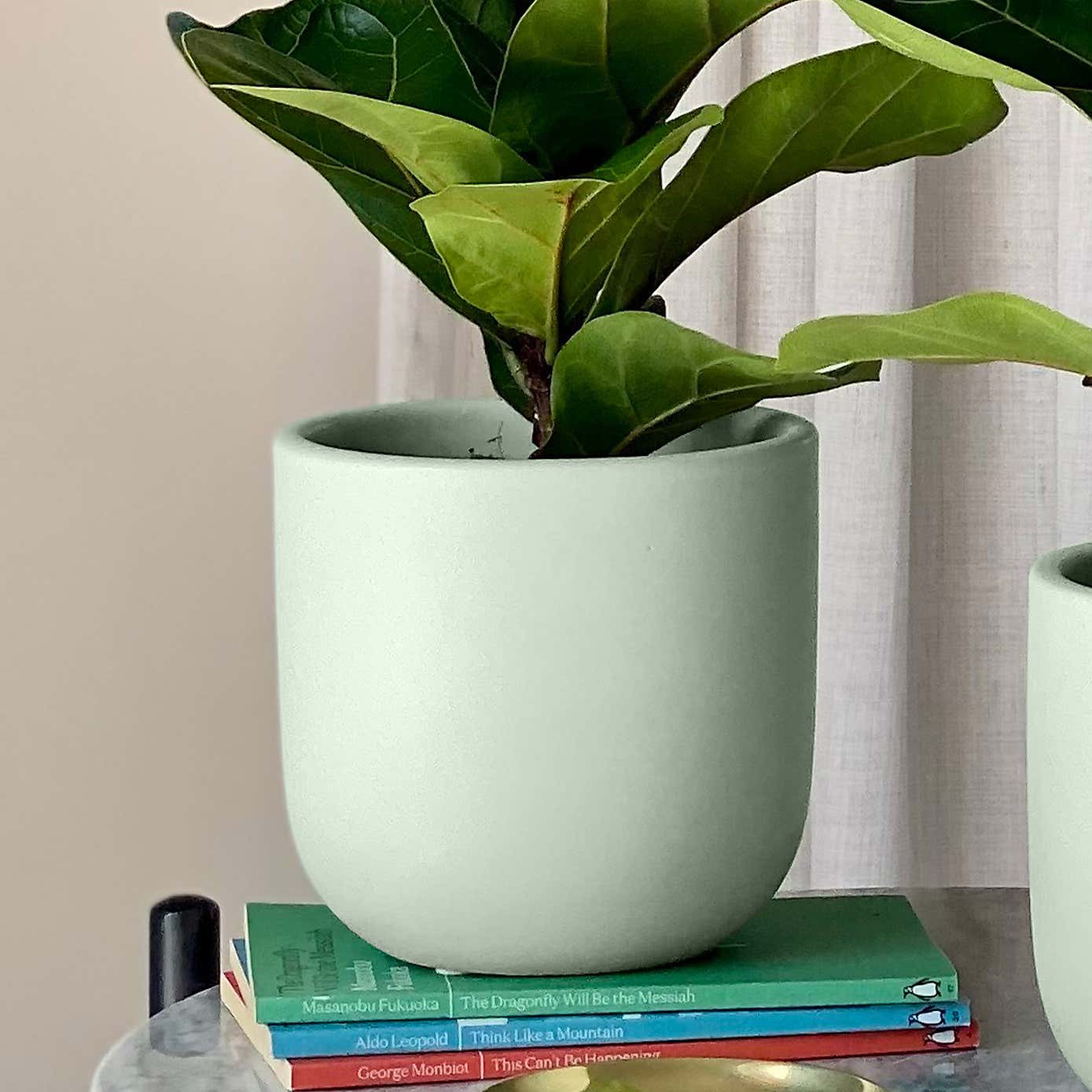 Fiddle Leaf Fig Potted House Plant Bundle