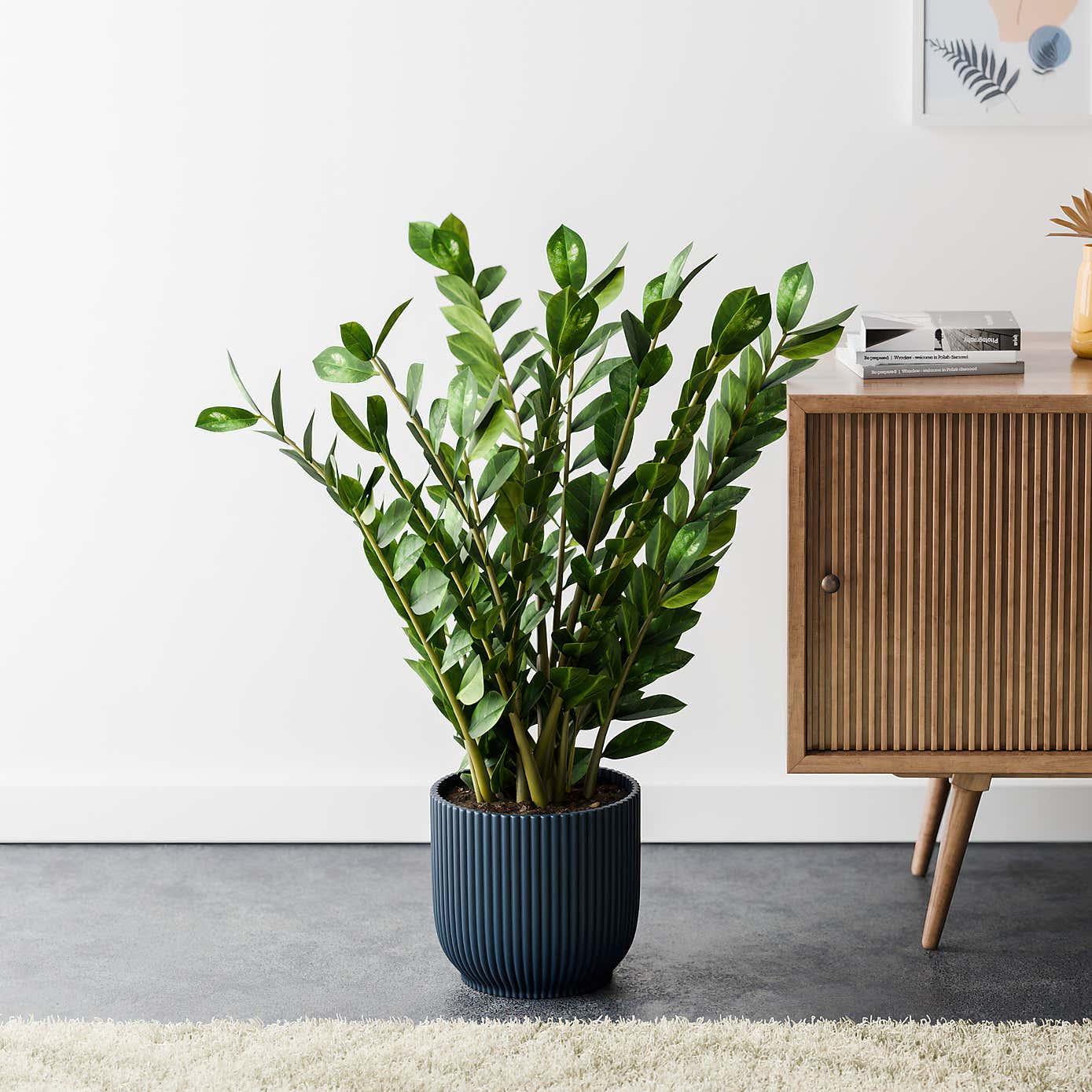 ZZ House Plant in Elho Pot