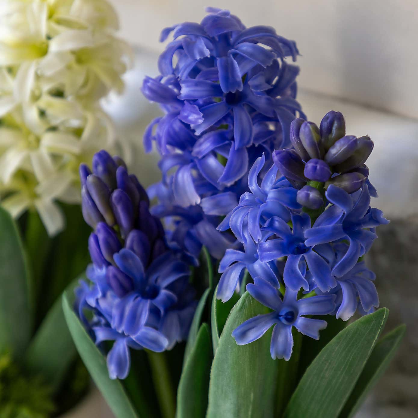Set of 2 Artificial Purple Hydrangea in Ceramic Pots