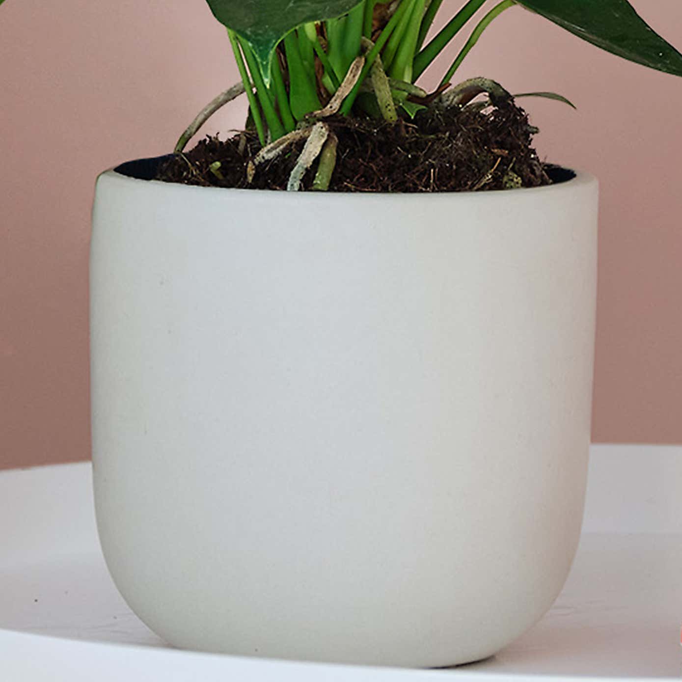 Peach Anthurium House Plant in Earthenware Pot
