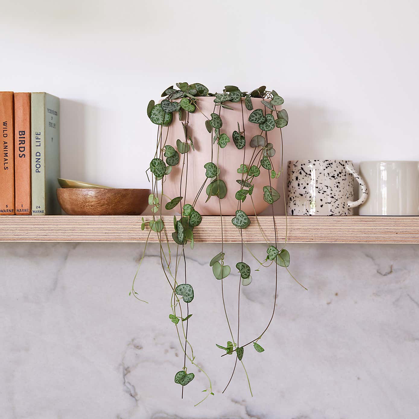 String Of Hearts House Plant in Earthenware Pot