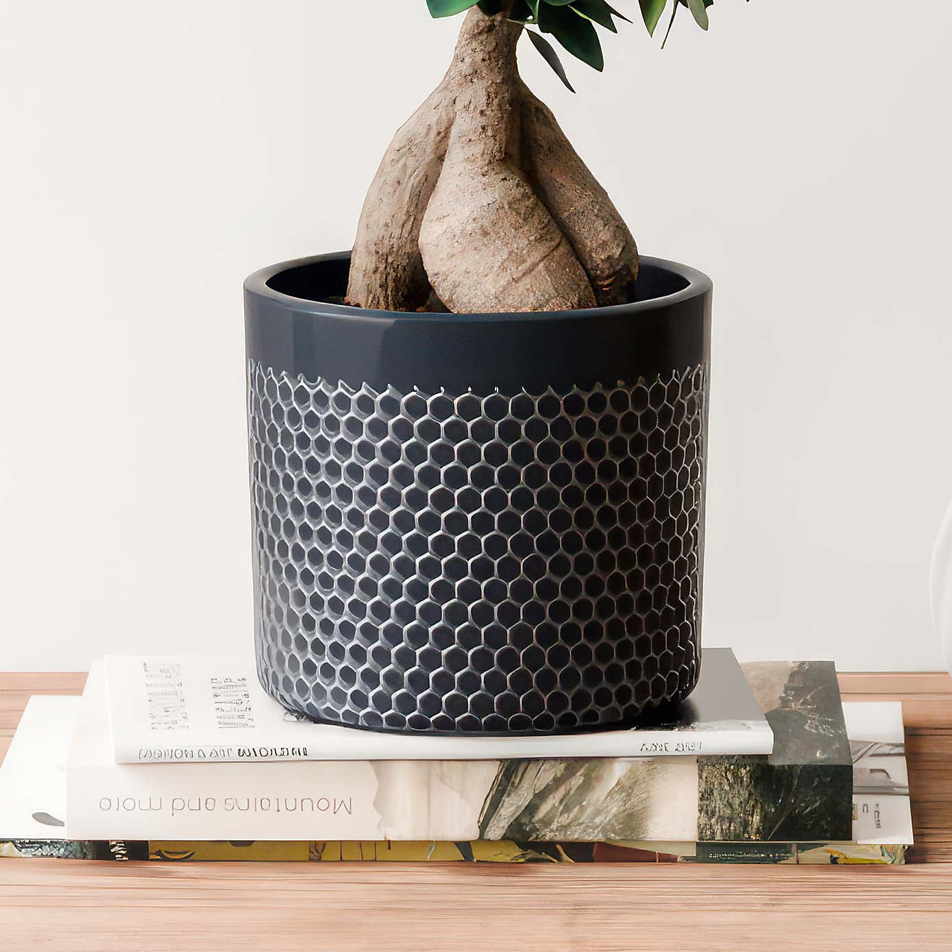 Ficus Ginseng House Plant in Capri Pot