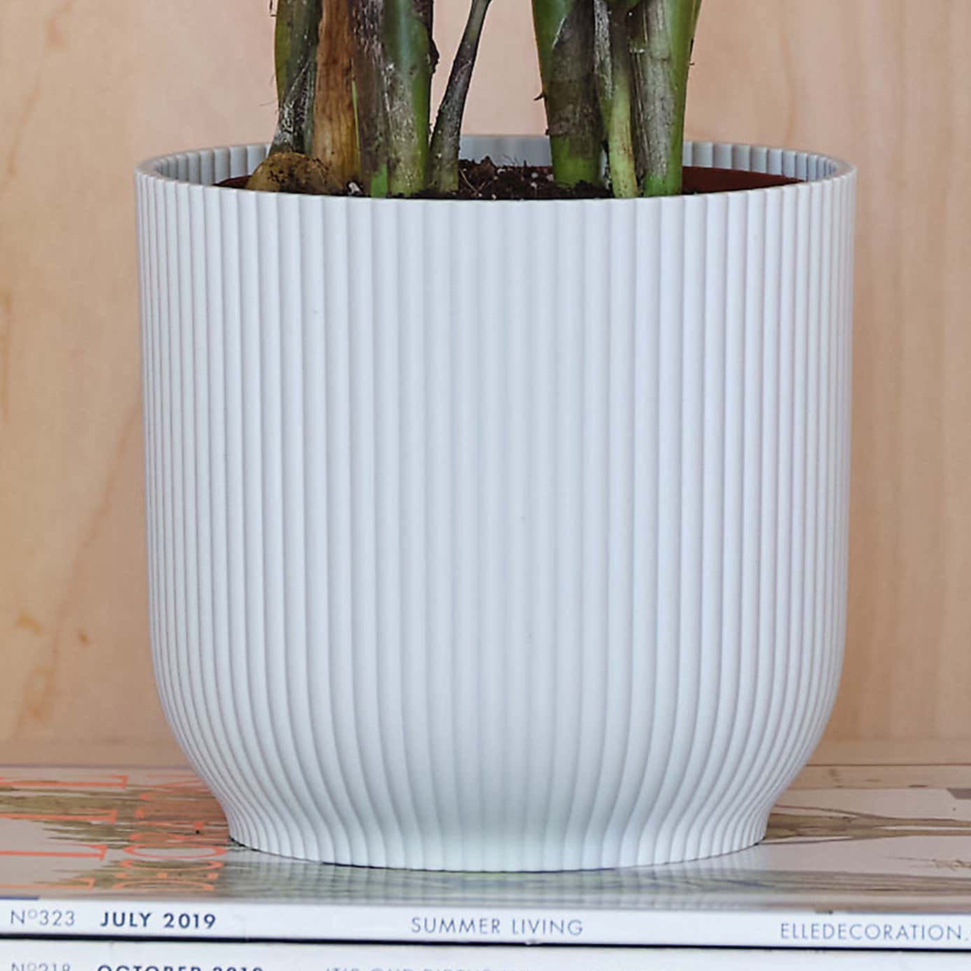 ZZ House Plant in Elho Pot