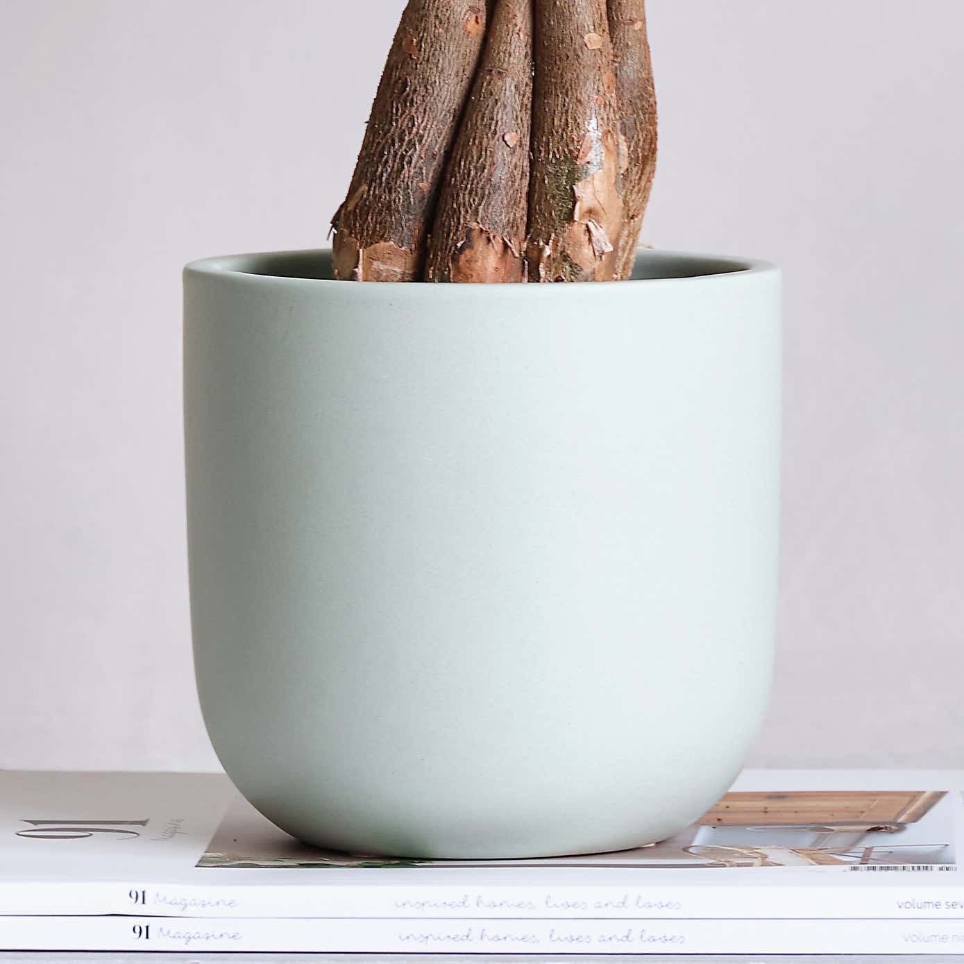 Money Tree House Plant in Earthenware Pot