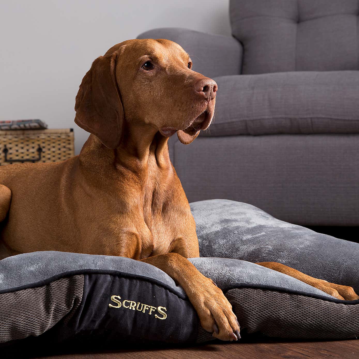 Scruffs Chester Mattress Pet Bed