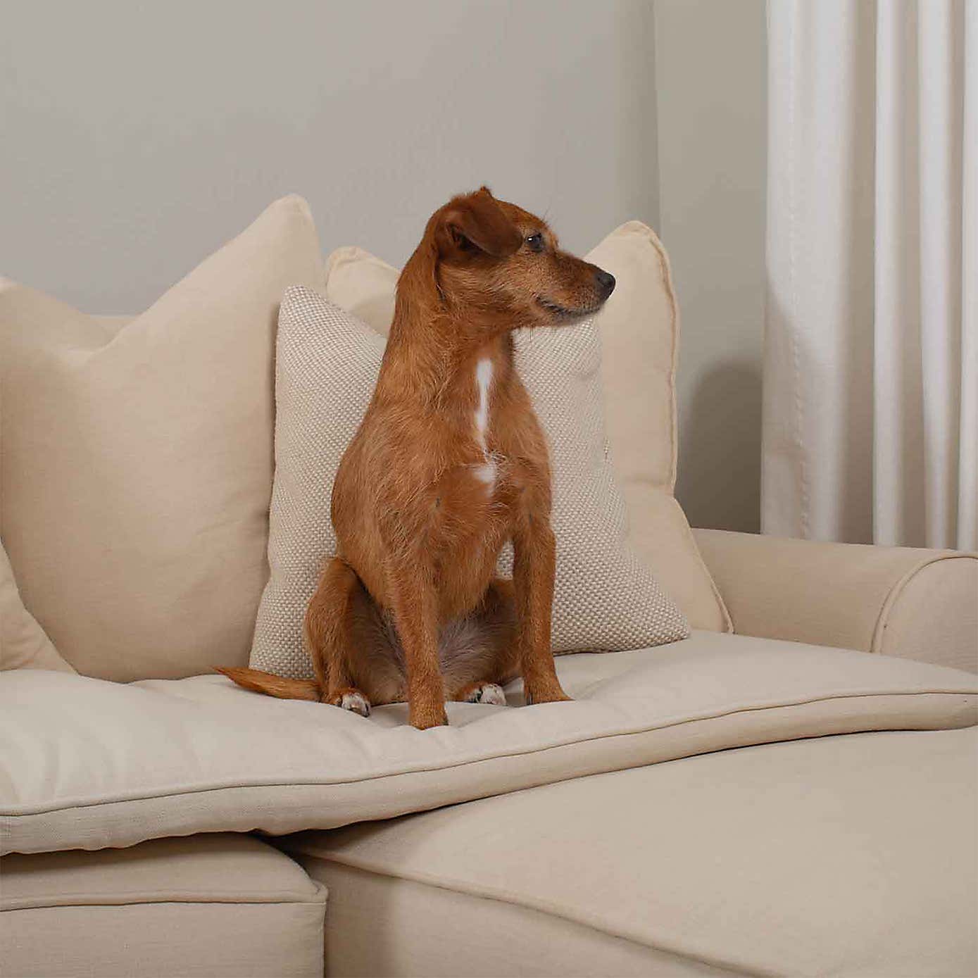 Lords and Labradors Savanna Pet Sofa Topper