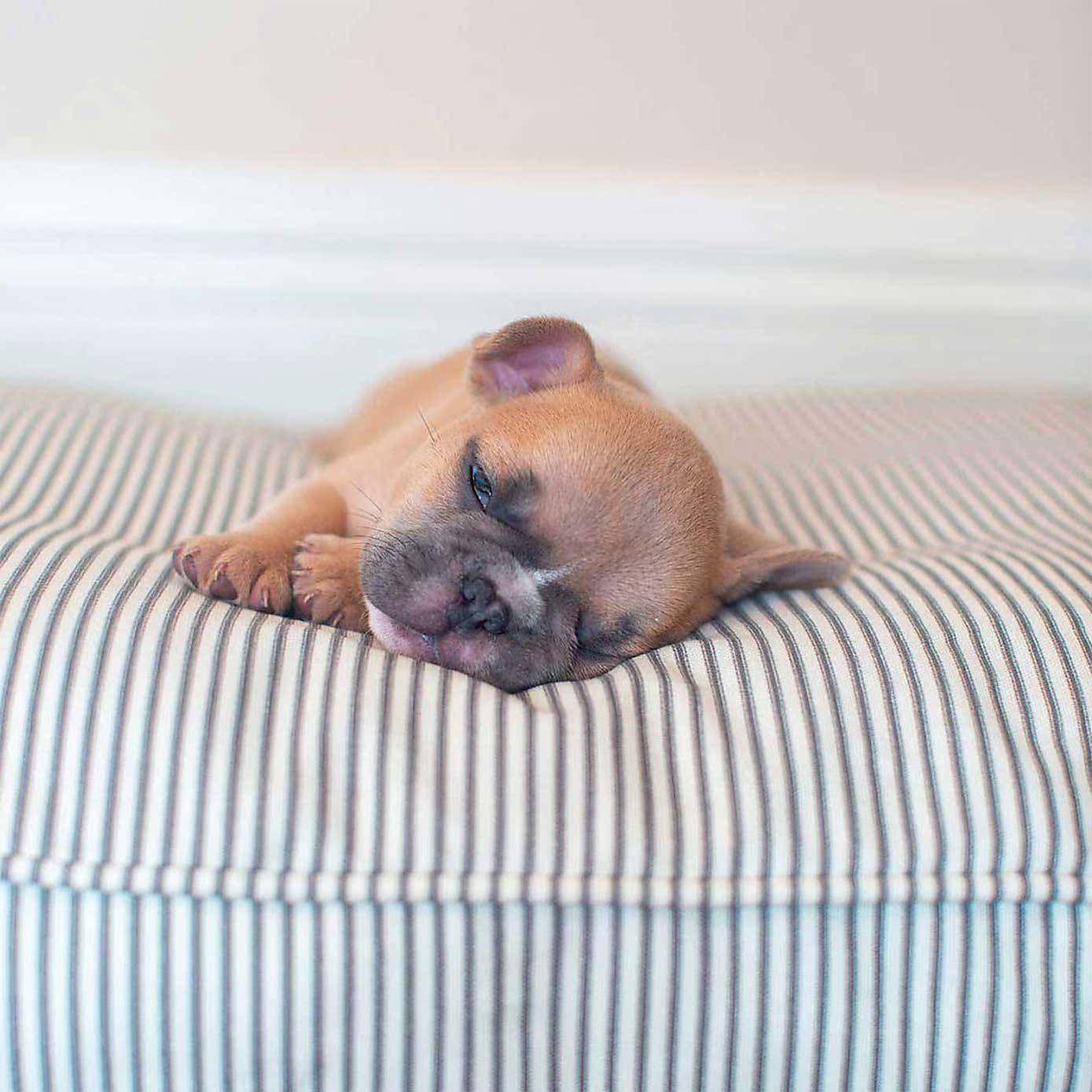 Lords and Labradors Striped Dog Cushion