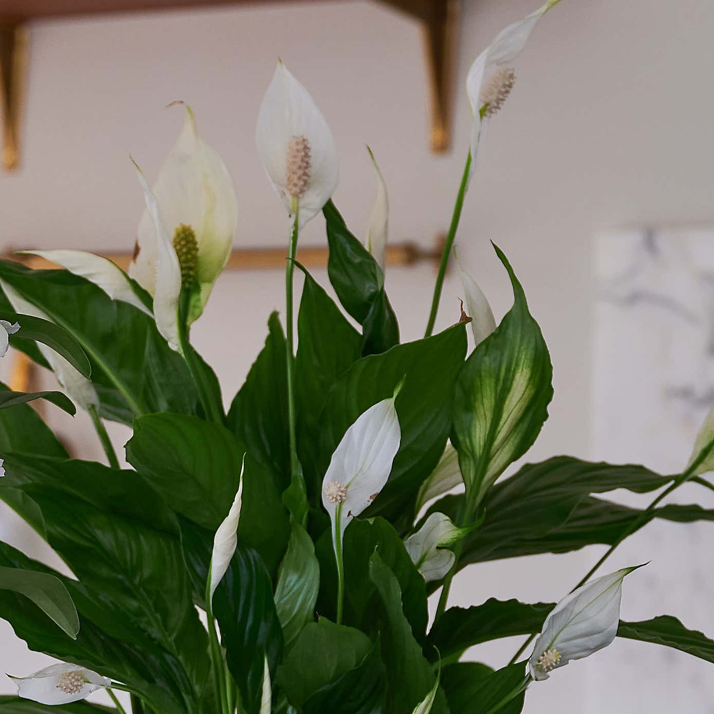 Beards & Daisies Blooming Beautiful Pair Dendrobium Peace Lily House Plant