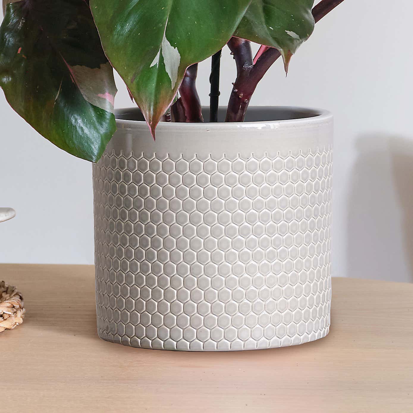 Philodendron Pink Princess in Capri Pot