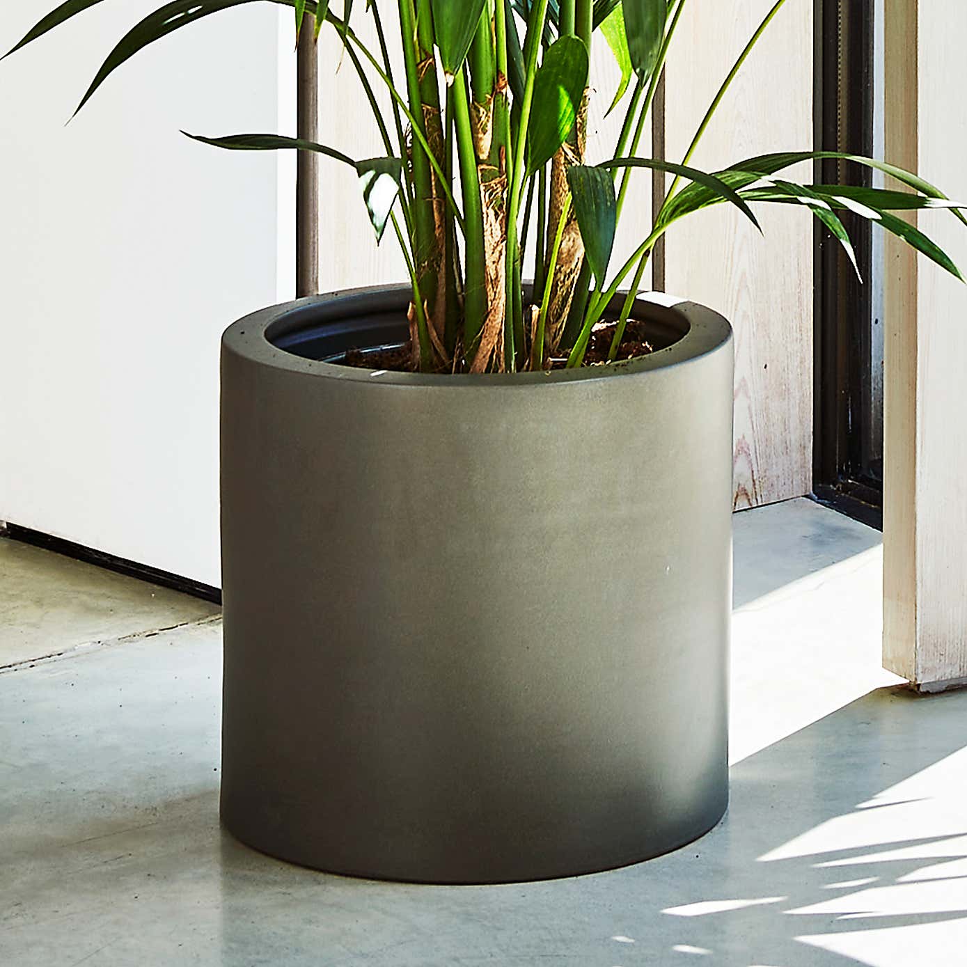 Kentia Palm House Plant in Earthenware Pot