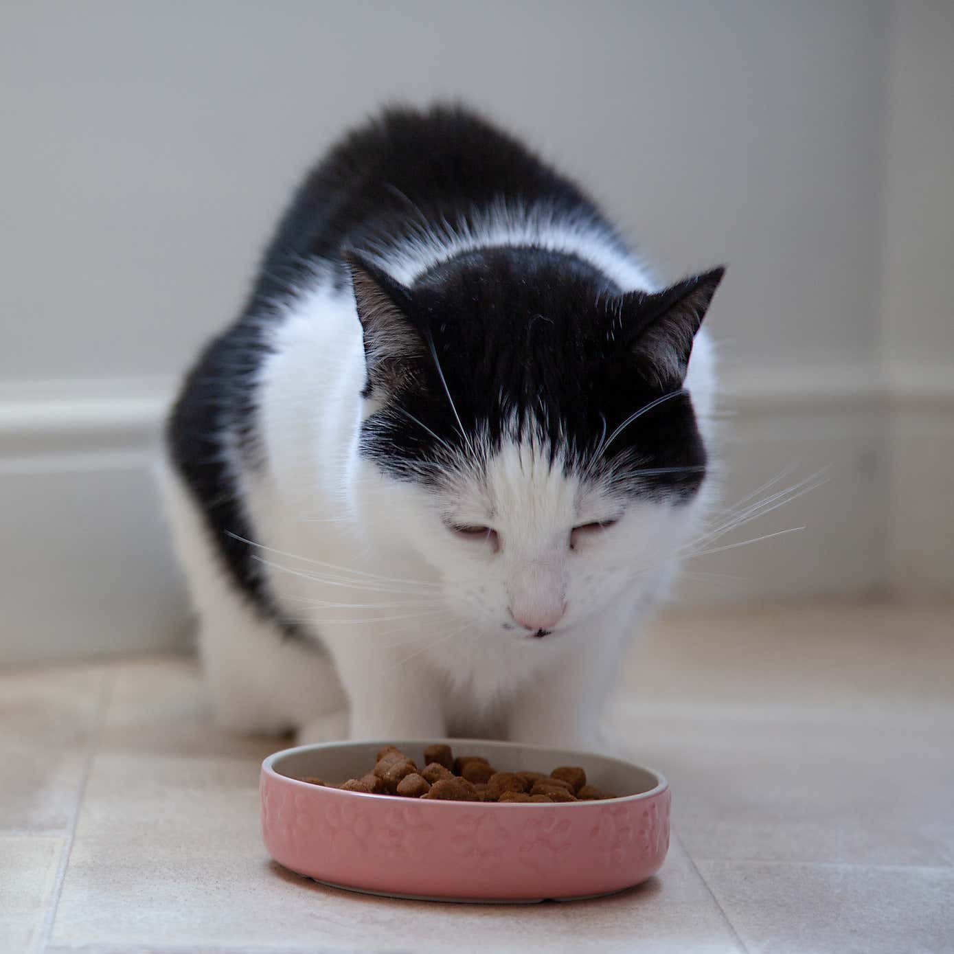 Mason Cash Set of 2 Cat Saucers