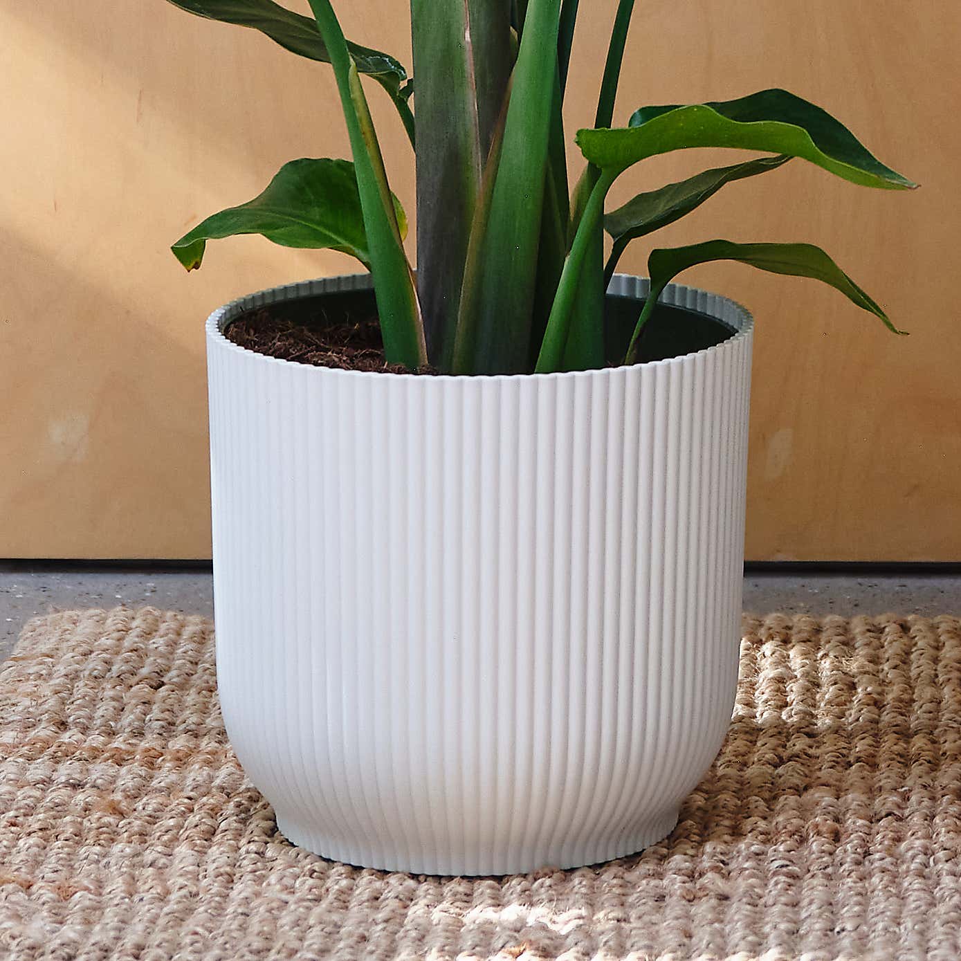 Bird Of Paradise House Plant in Elho Pot