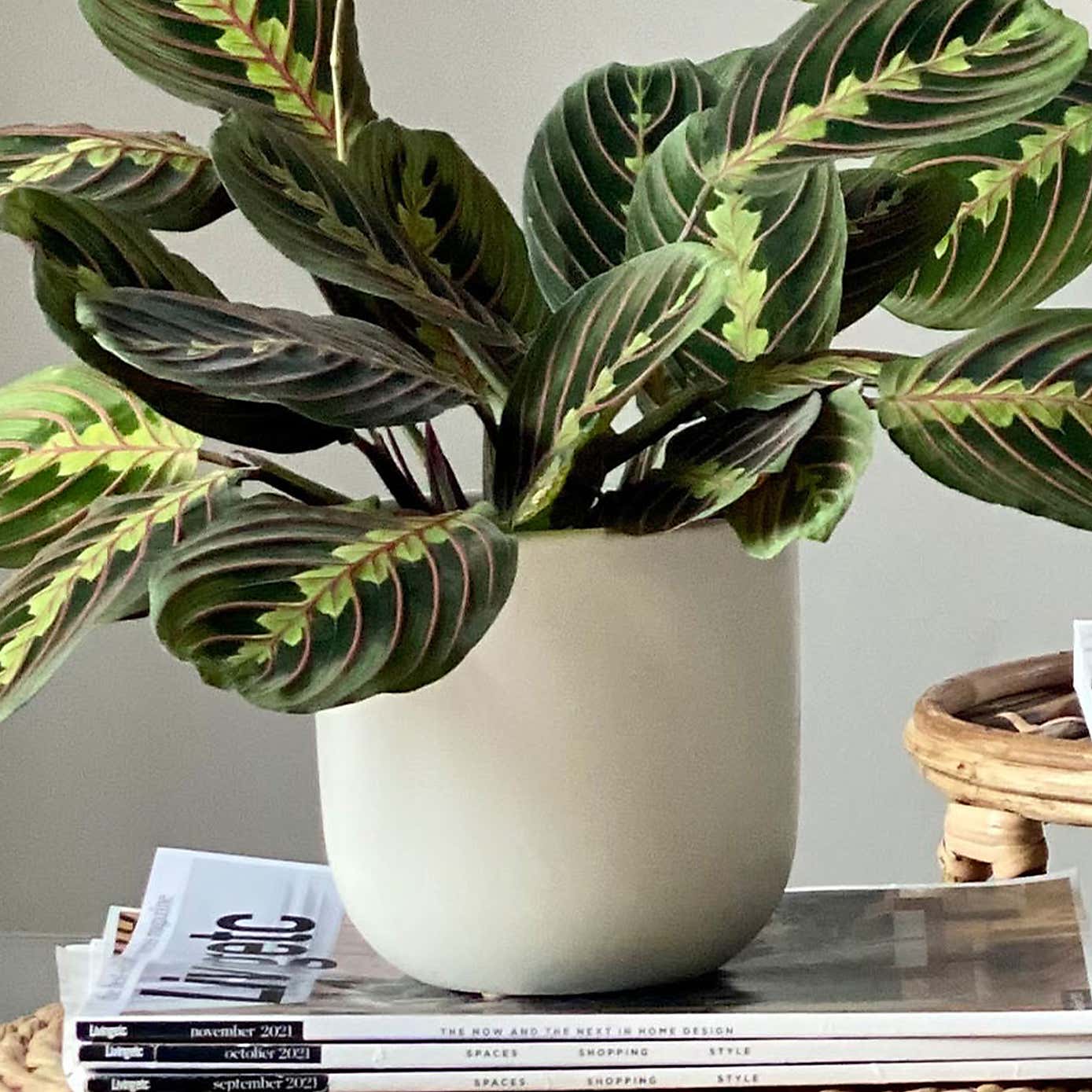 Prayer Plant Potted House Plant Bundle