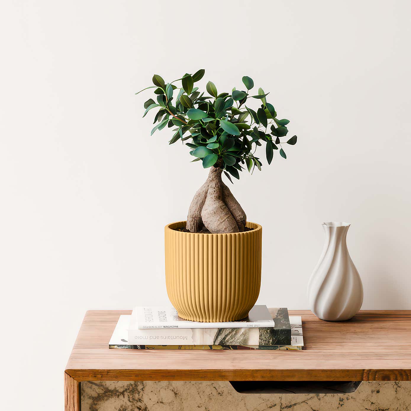 Ficus Ginseng House Plant in Elho Vibes Pot