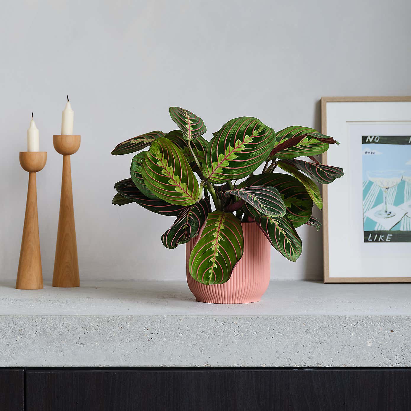 Prayer House Plant in Elho Pot