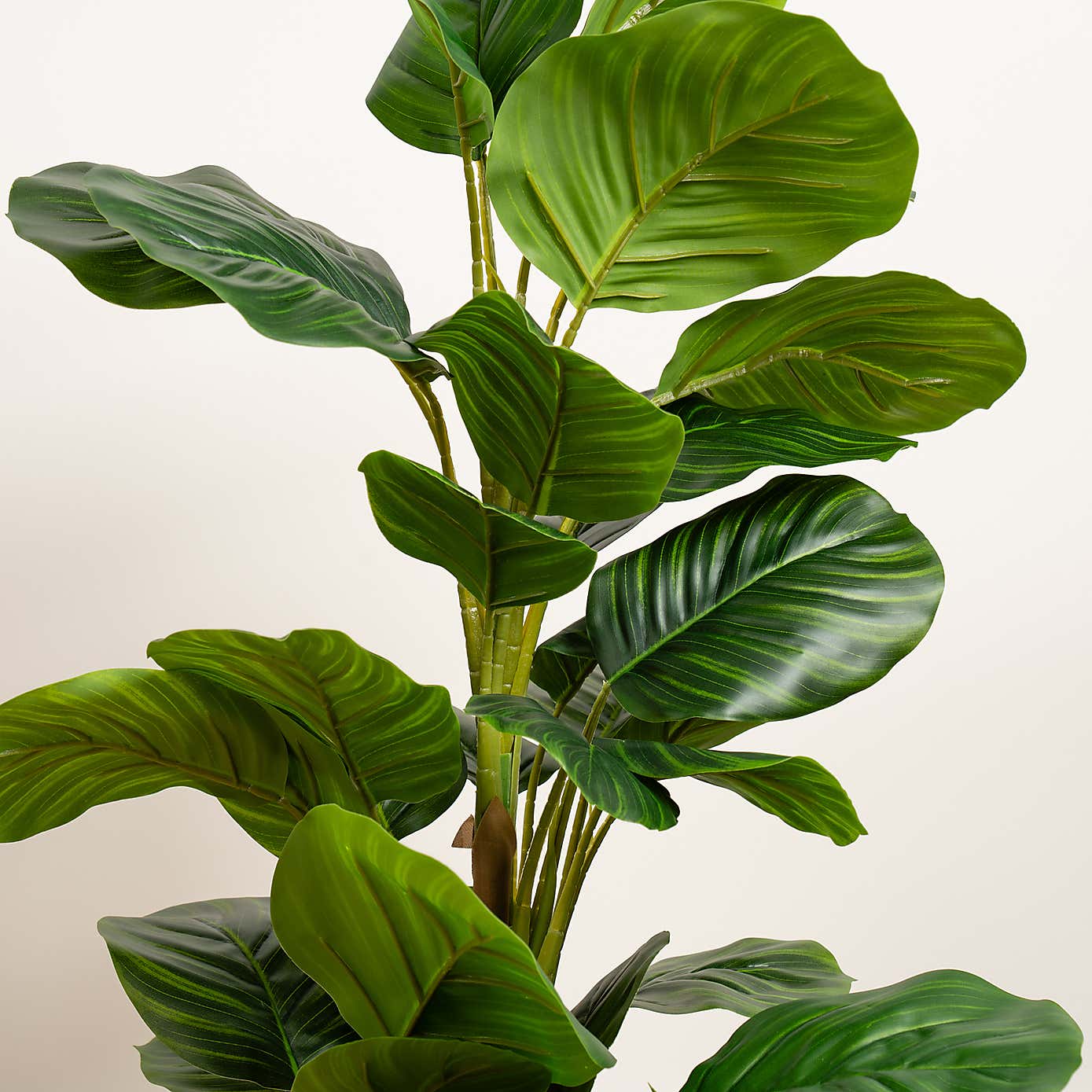 Artificial Real Touch Arrowroot in Black Plant pot