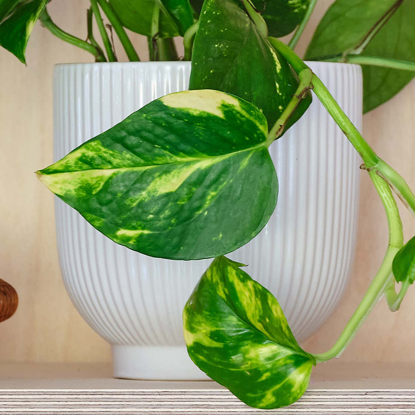 Devil's Ivy House Plant in Ribbed Pot