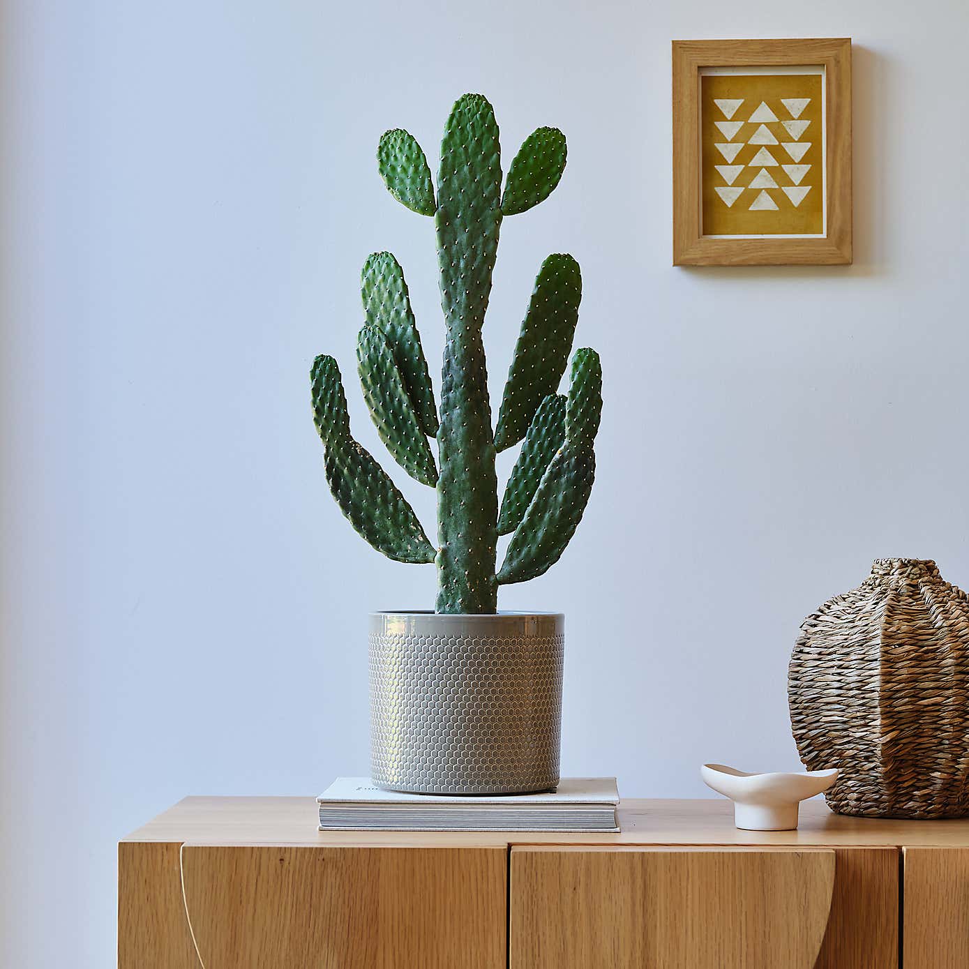 Cowboy Cactus House Plant in Capri Pot