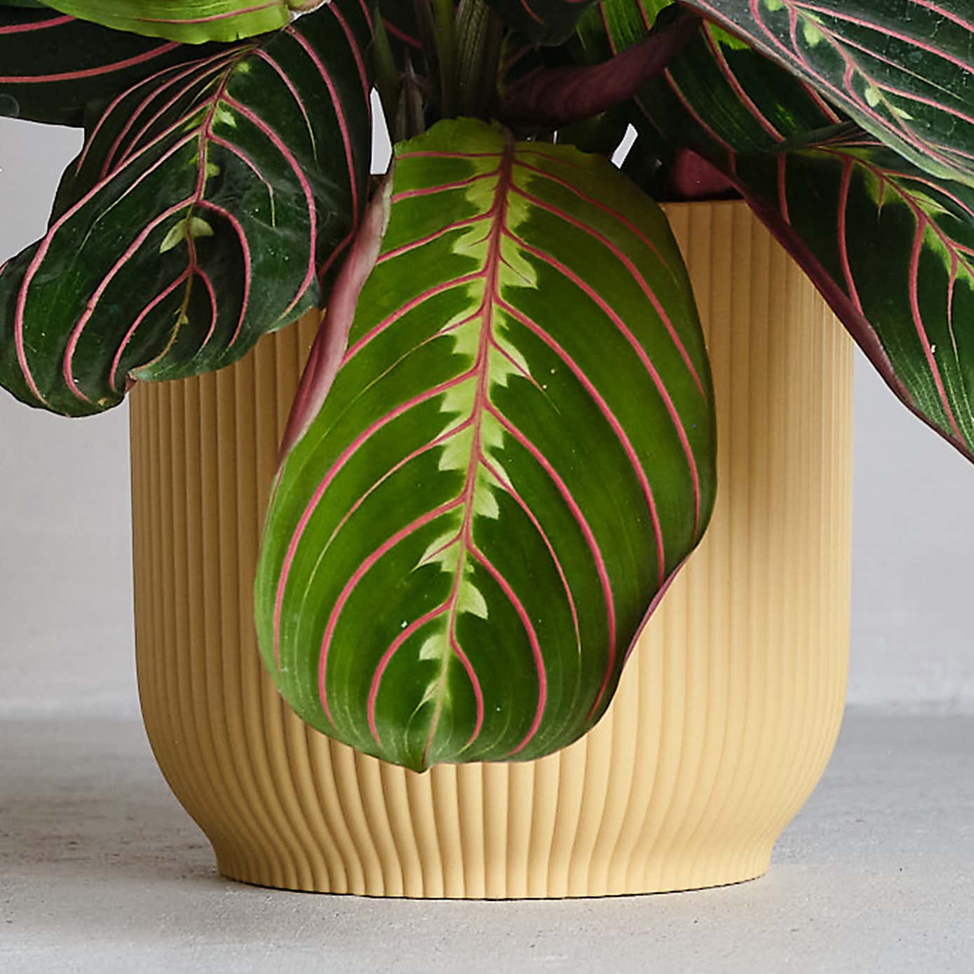 Prayer House Plant in Elho Pot