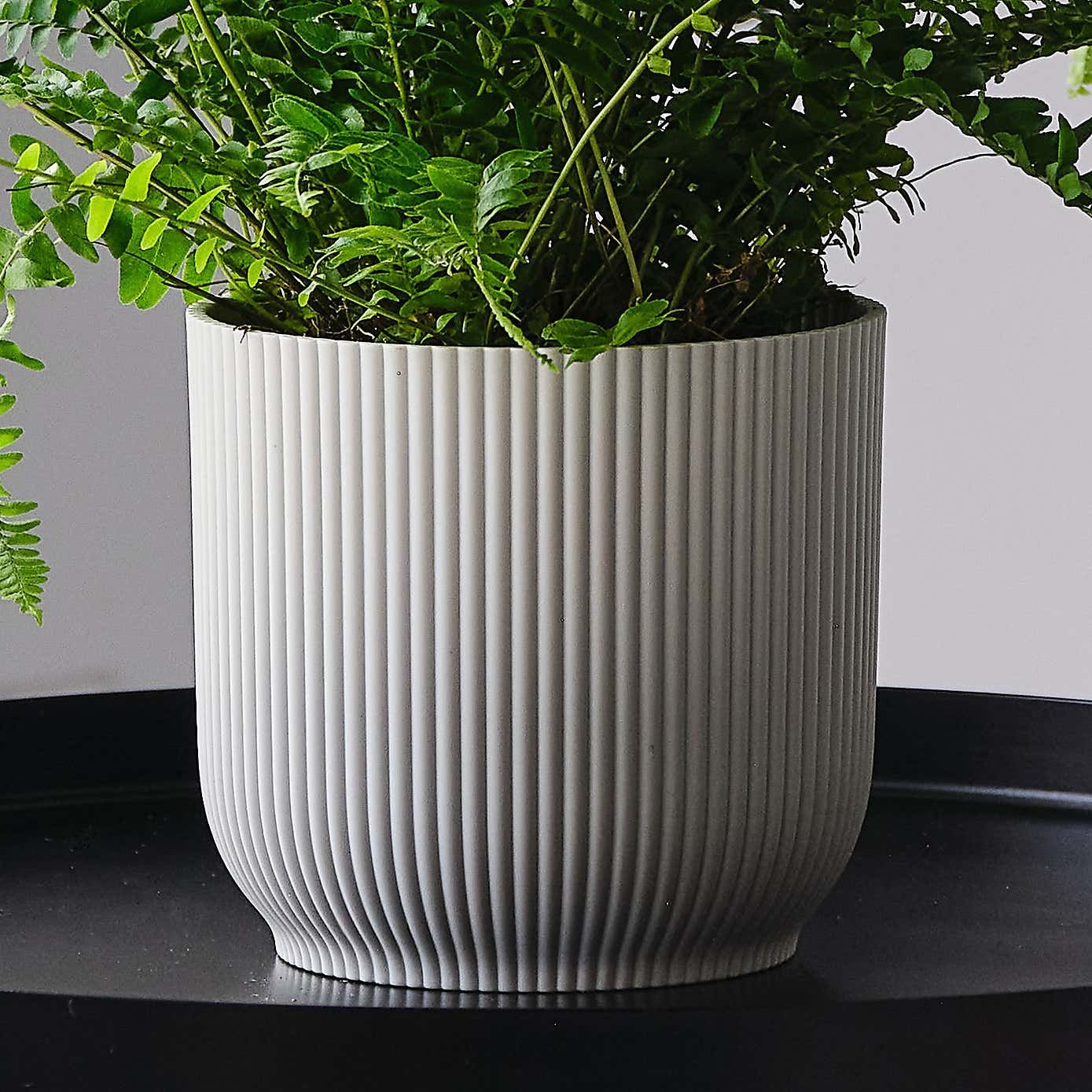 Boston Fern House Plant in Elho Pot