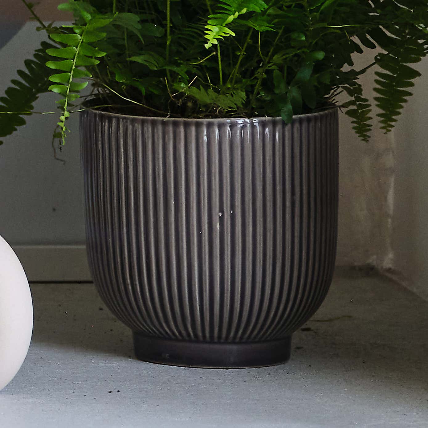 Air Purifying Potted House Plant Bundle