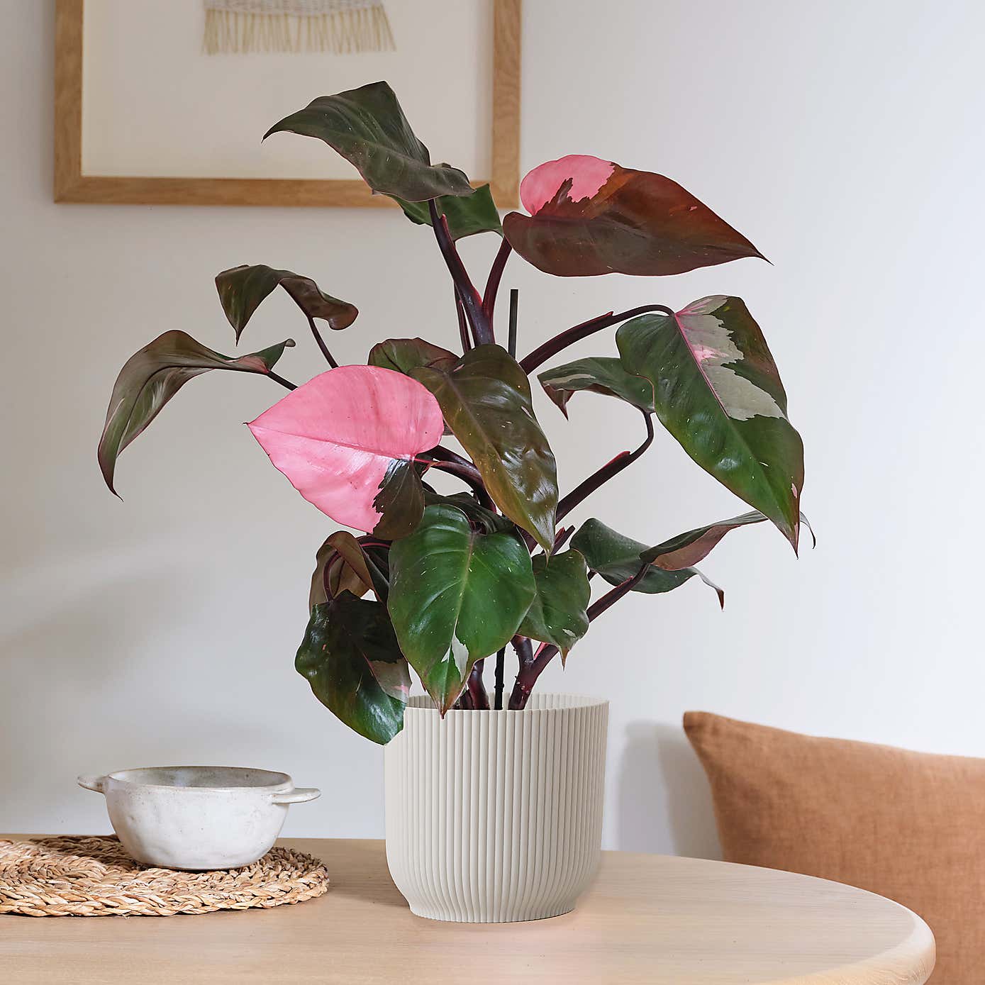 Philodendron Pink Princess in Elho Pot