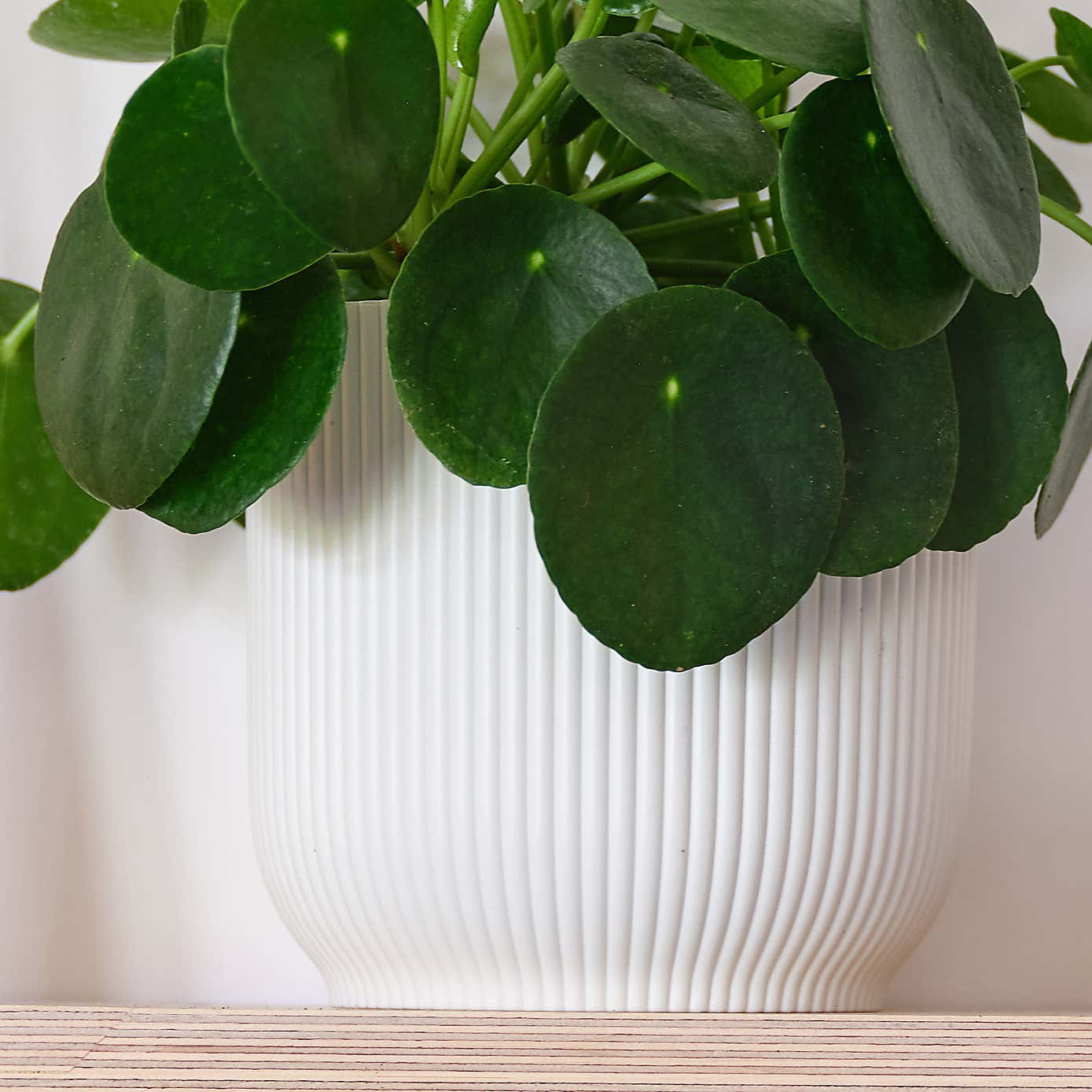 Chinese Money House Plant in Elho Pot