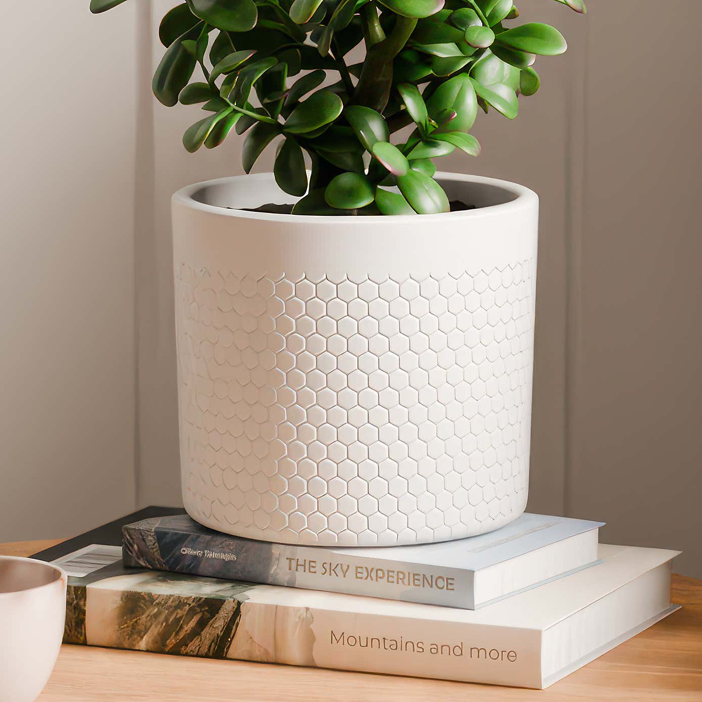 Jade House Plant in Capri Pot