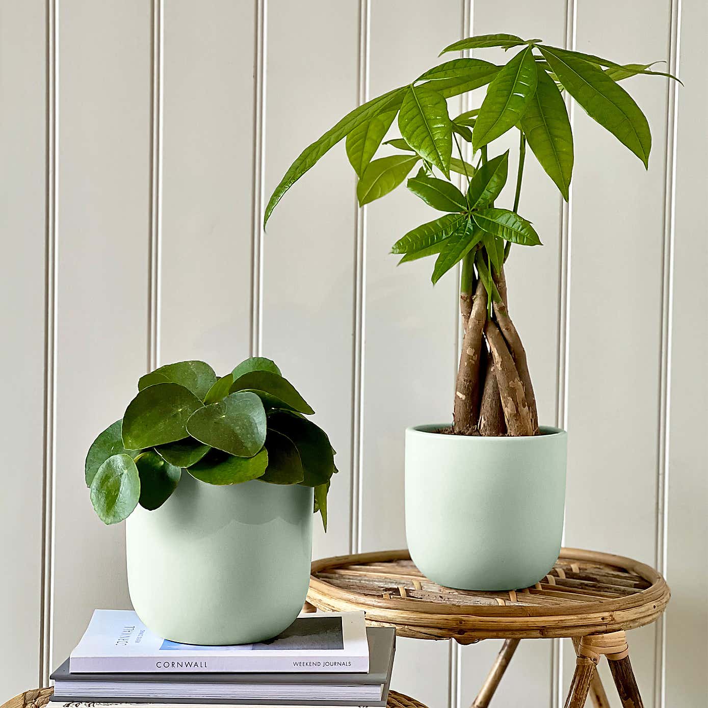 Good Fortune Potted House Plant Bundle