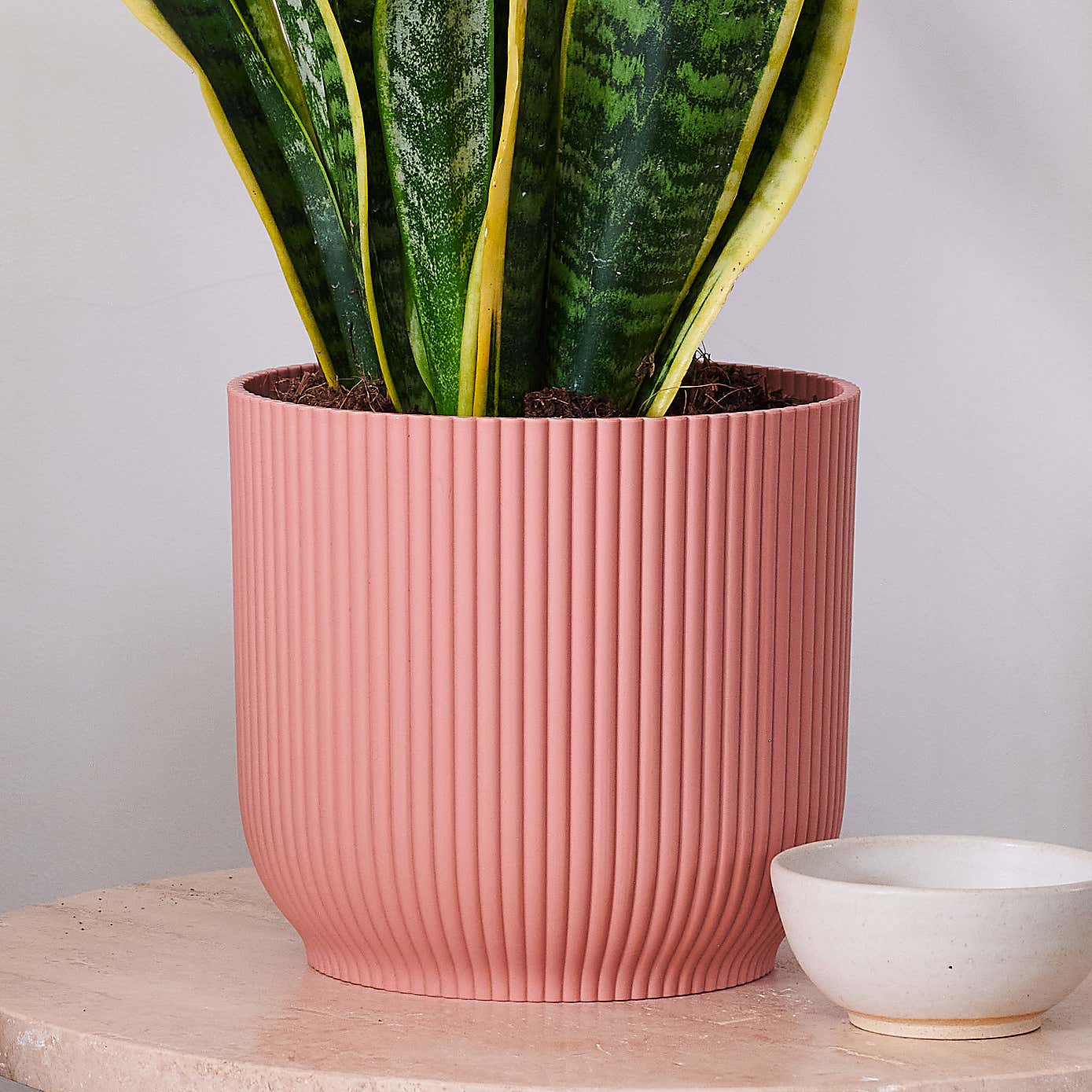 Beards & Daisies Snake Plant House Plant in Vibes Pot