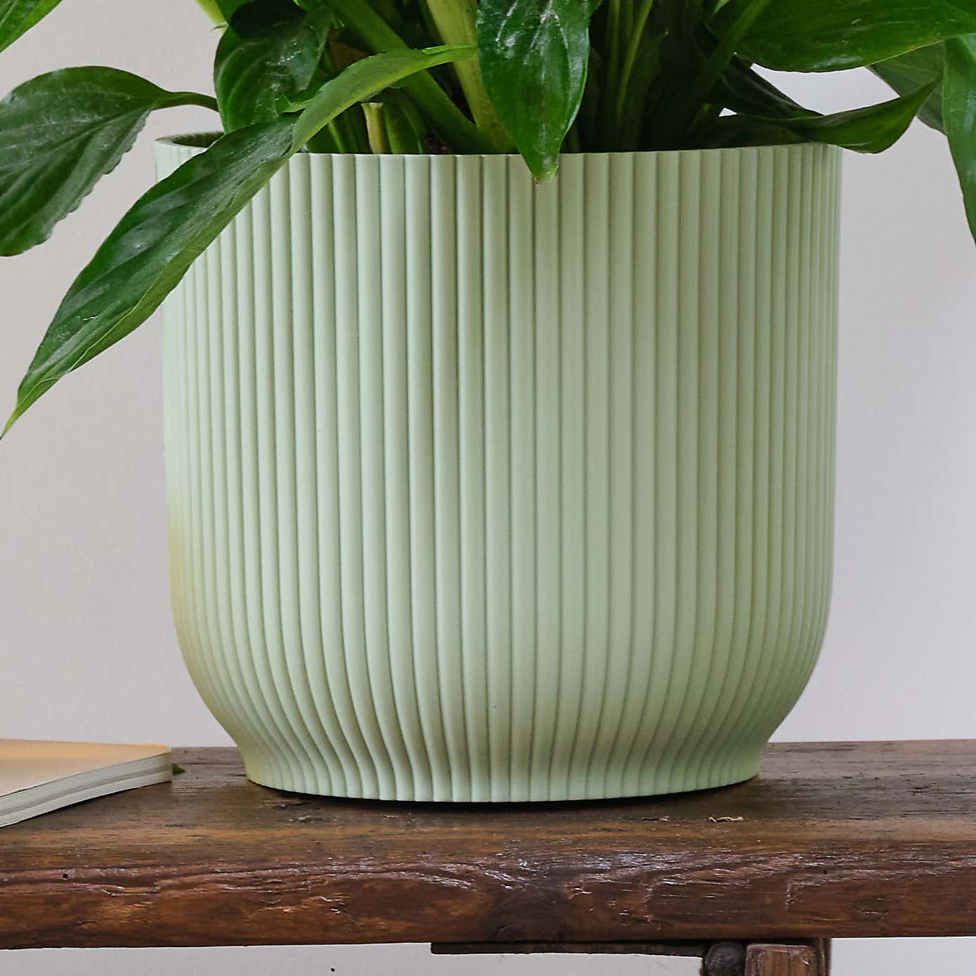 Peace Lily House Plant in Elho Pot