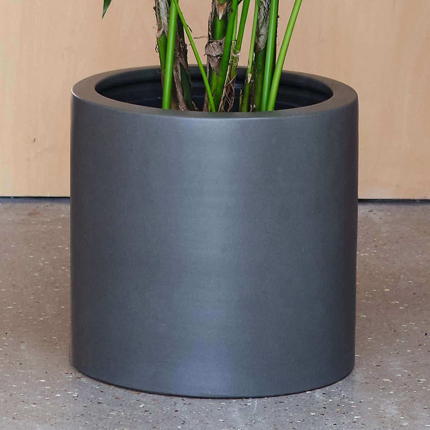 Kentia Palm House Plant in Earthenware Pot