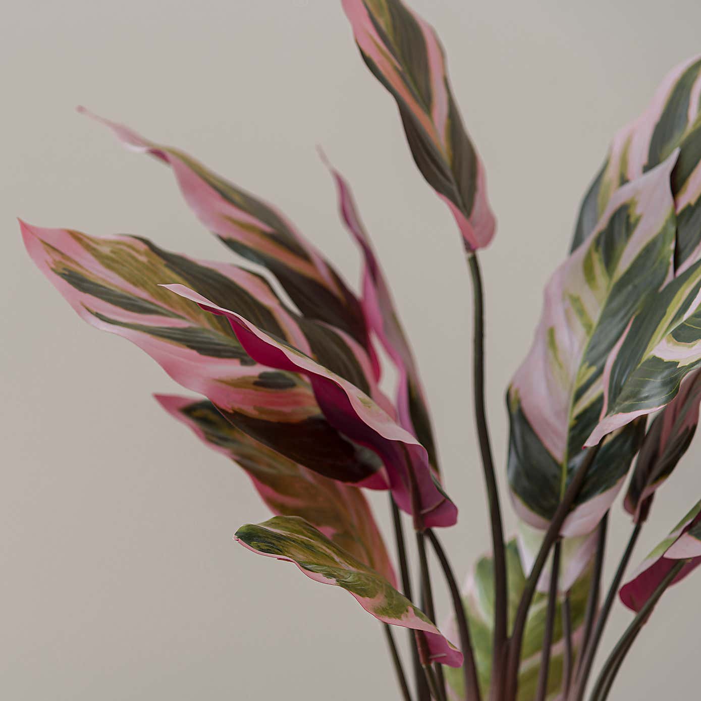 Artificial Calathea in Ribbed Cream Ceramic Plant Pot