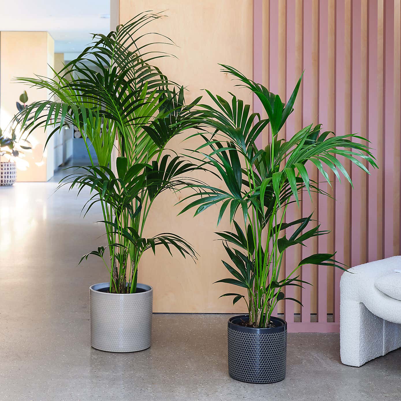 Kentia Palm House Plant in Capri Pot