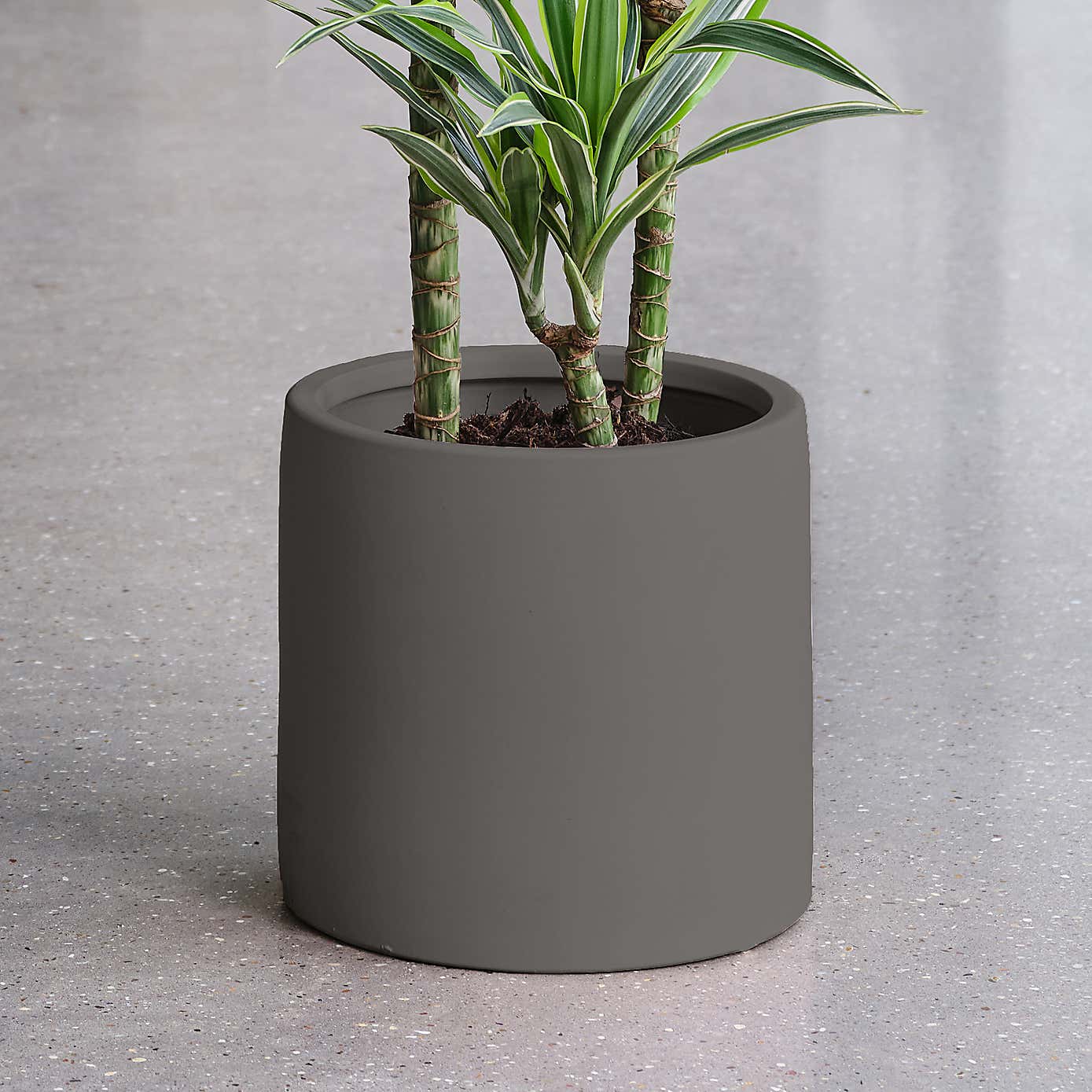 Dracaena Lemon & Lime House Plant in Earthenware Pot