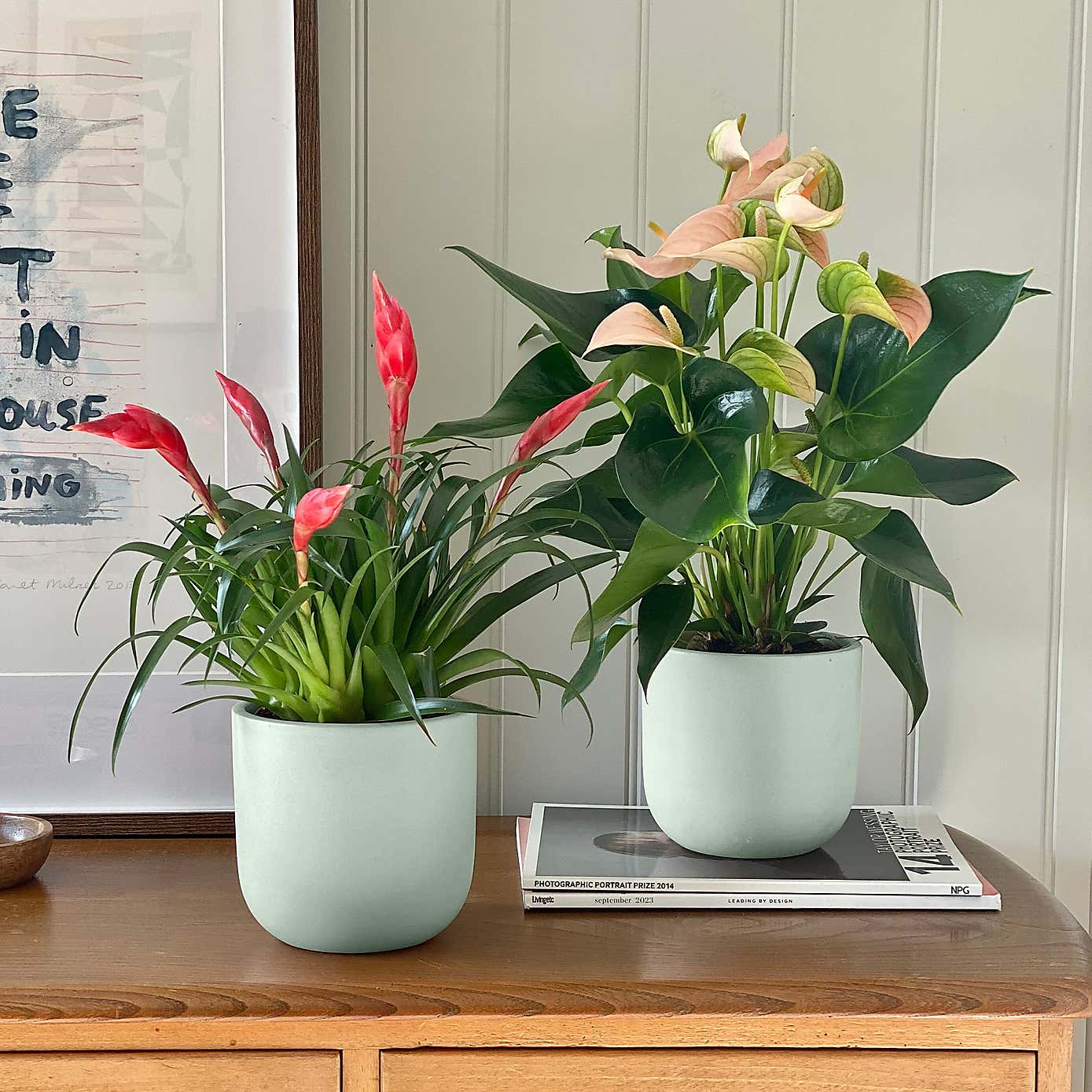 Flowering Potted House Plant Bundle