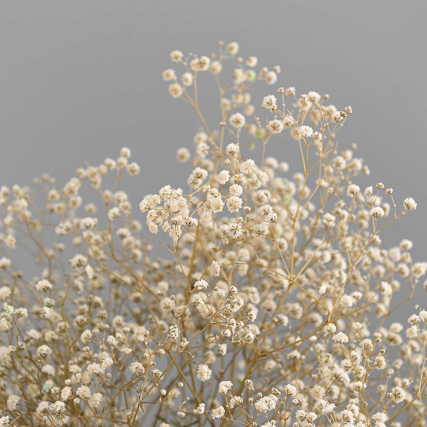 Dried White Gypsophila Bundle