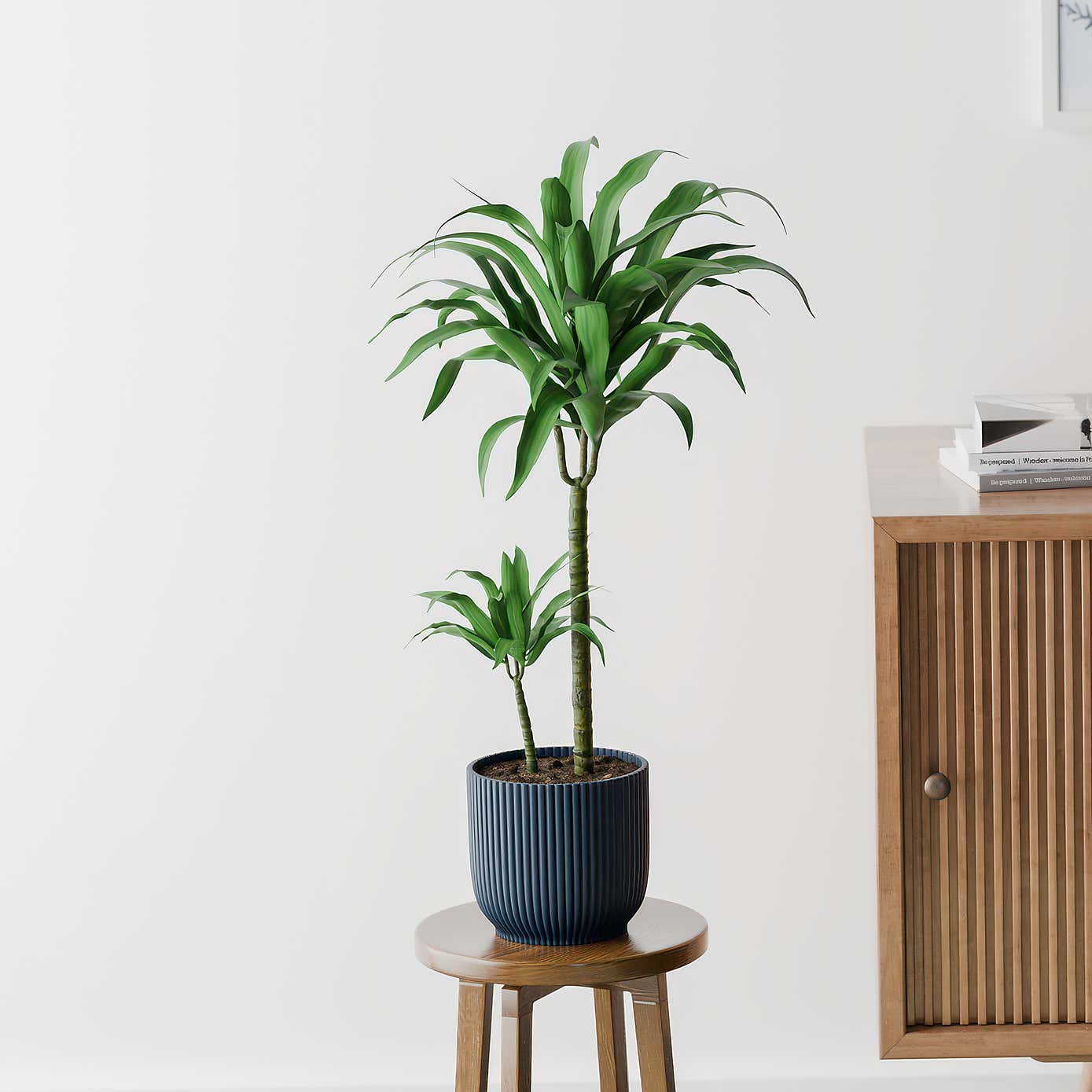 Beards & Daisies Dracaena Steudneri House Plant in Elho Pot