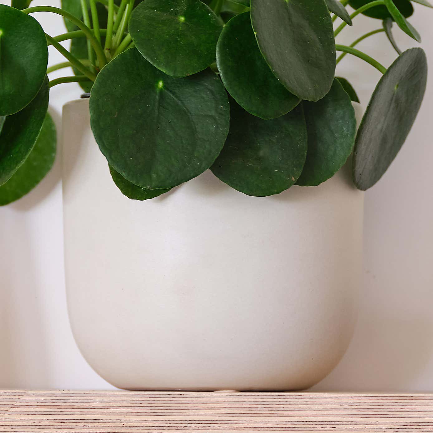 Chinese Money House Plant in Earthenware Pot